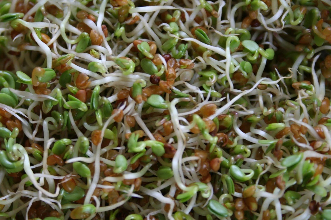 Sprouts close up 2.JPG