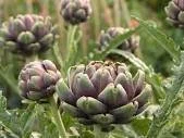 Globe Artichoke – The graceful edible thistle
