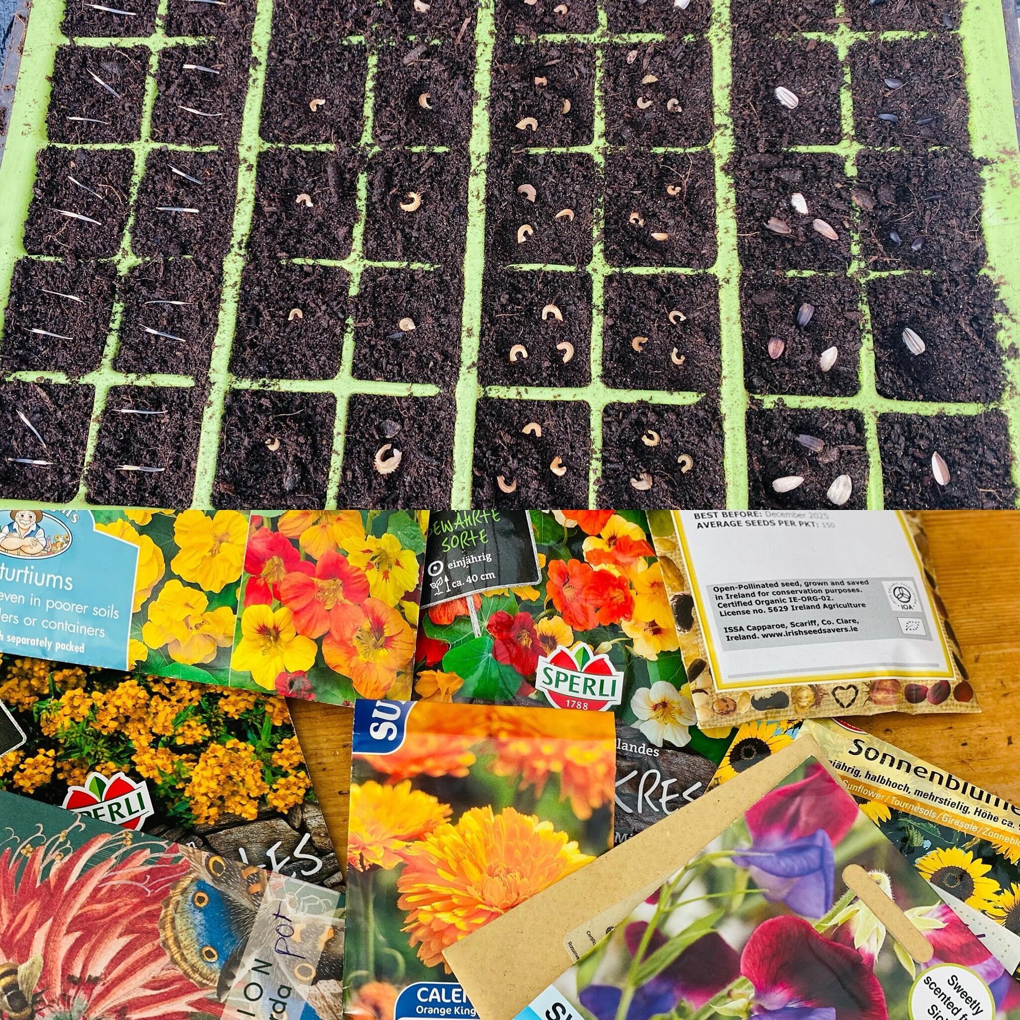 Flower Power starts right here!
#nasturtiums
#calendula
#marigold
#sweetpeas
#viola
#sunflower