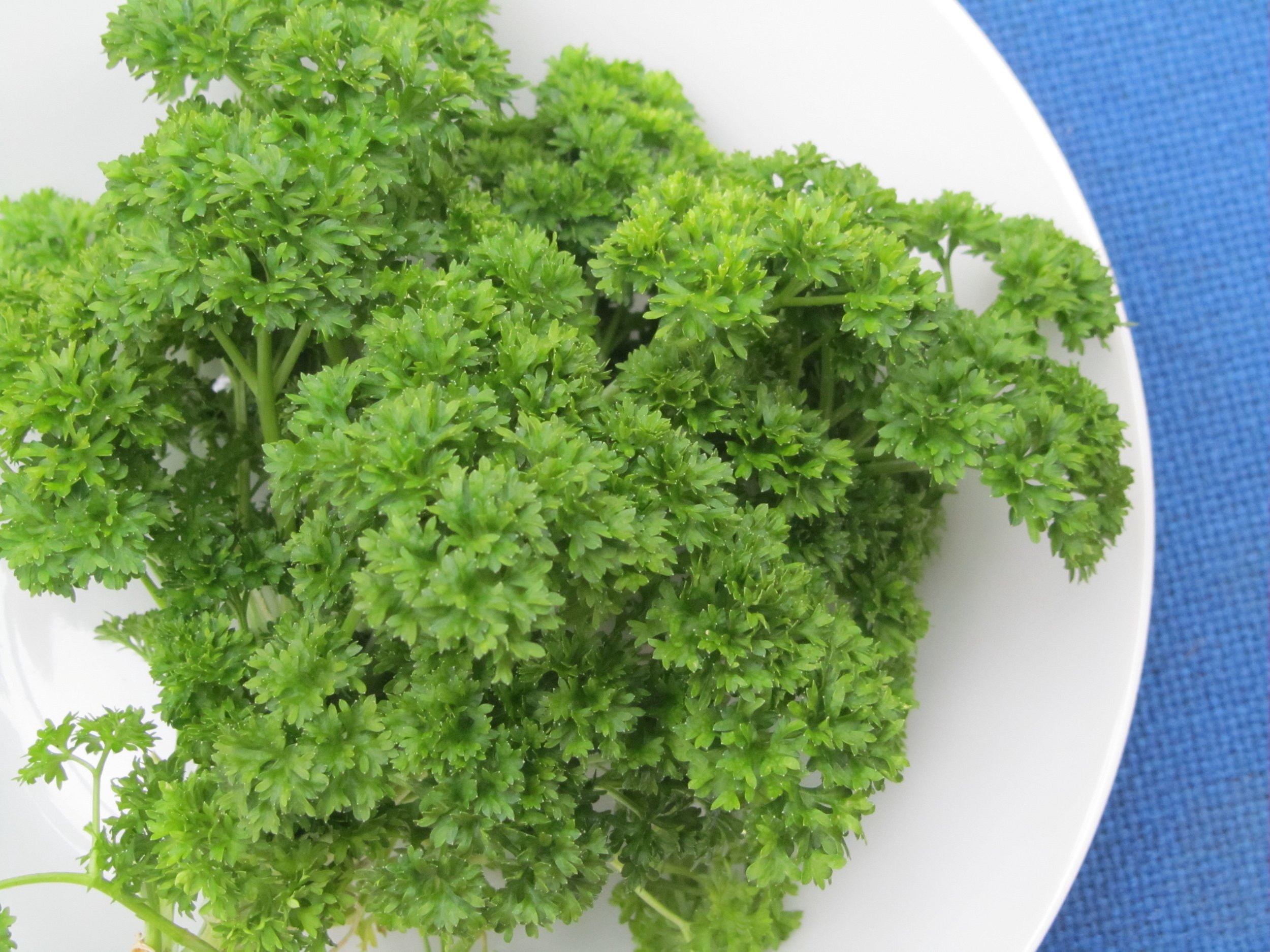 parsley pic 1.jpg