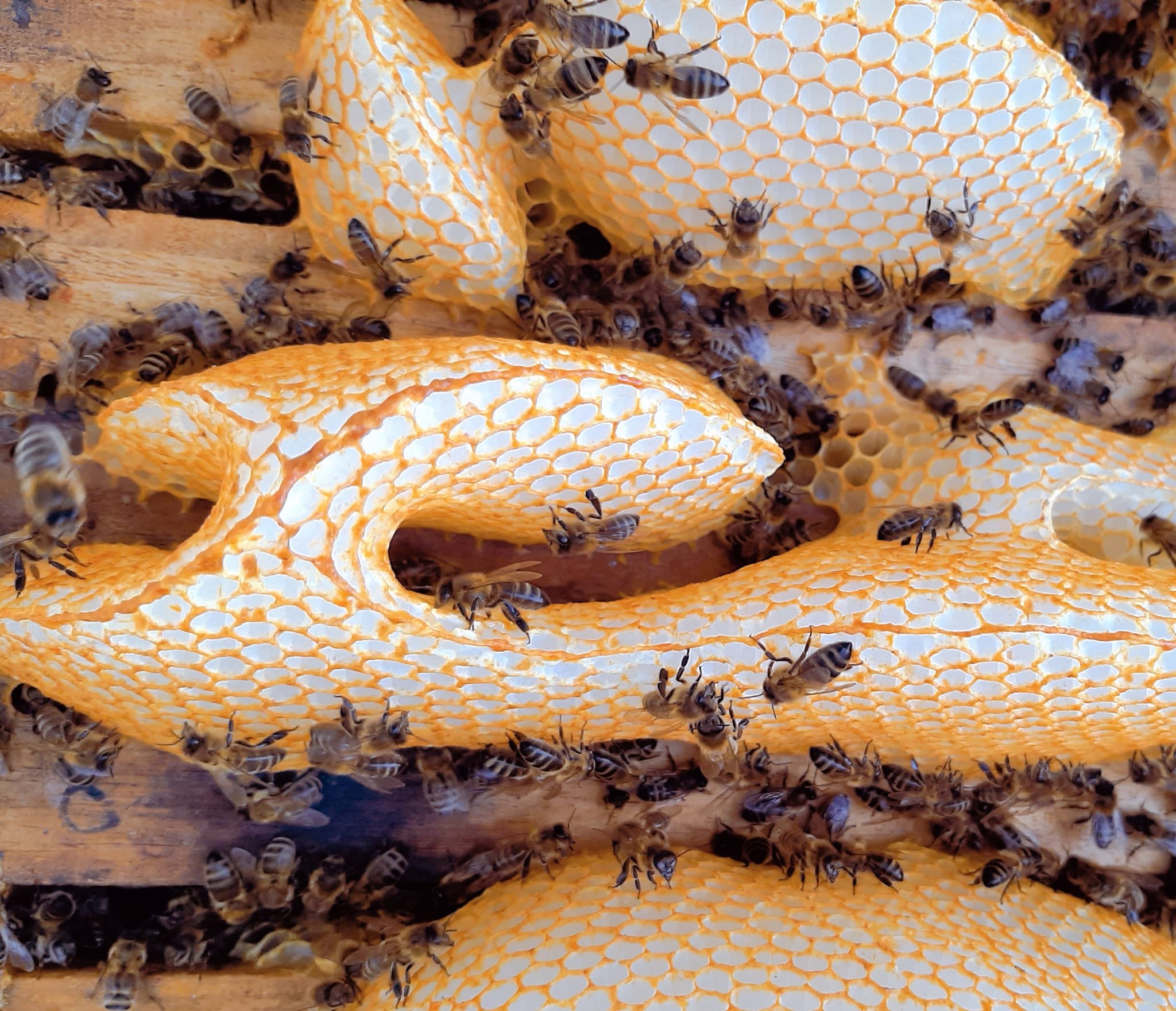 bees and honey comb 2.jpg