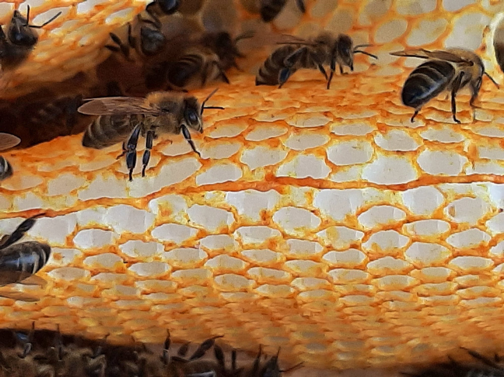 bees+and+honey.jpg