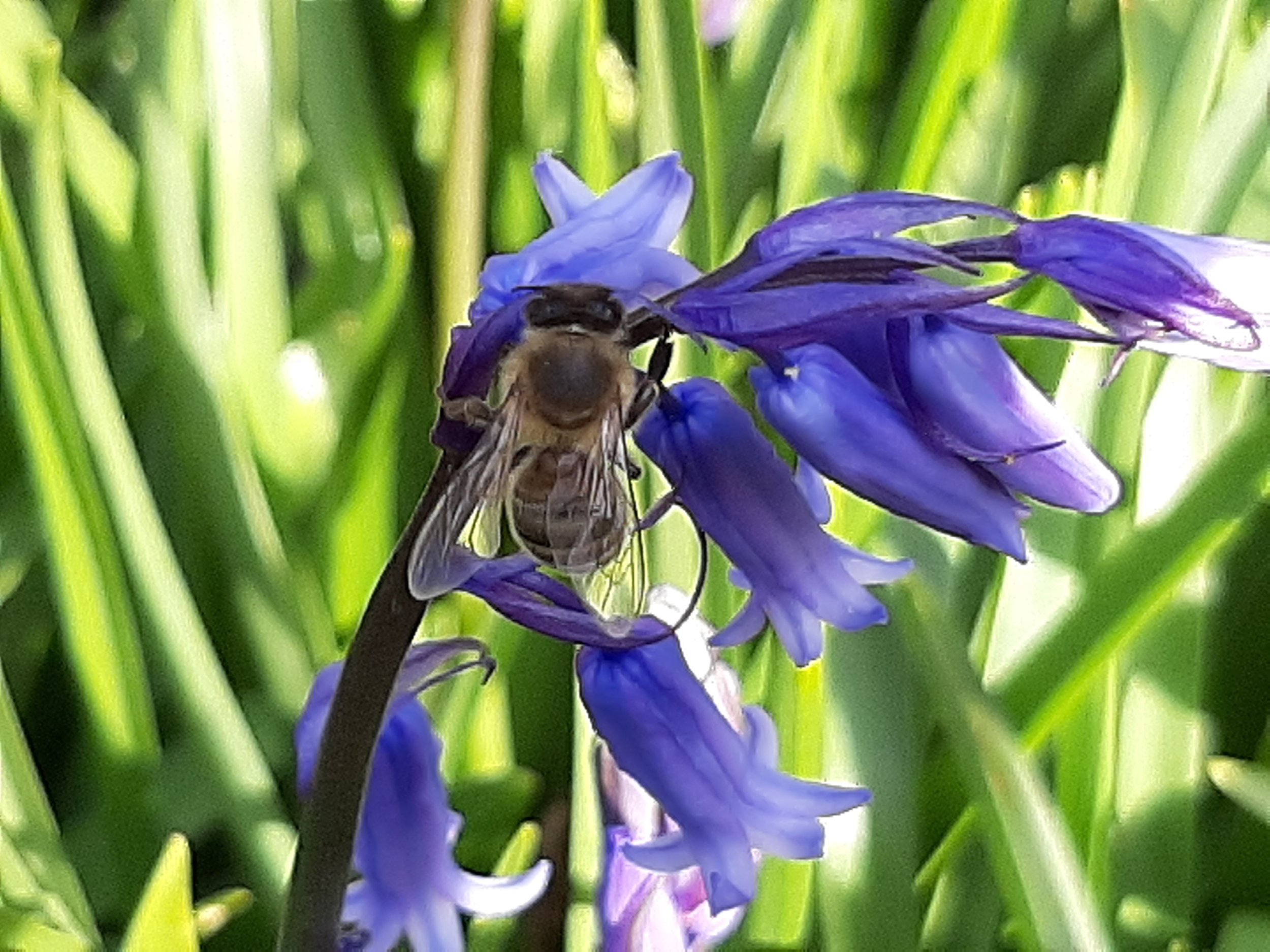 bee on flower 1.jpg