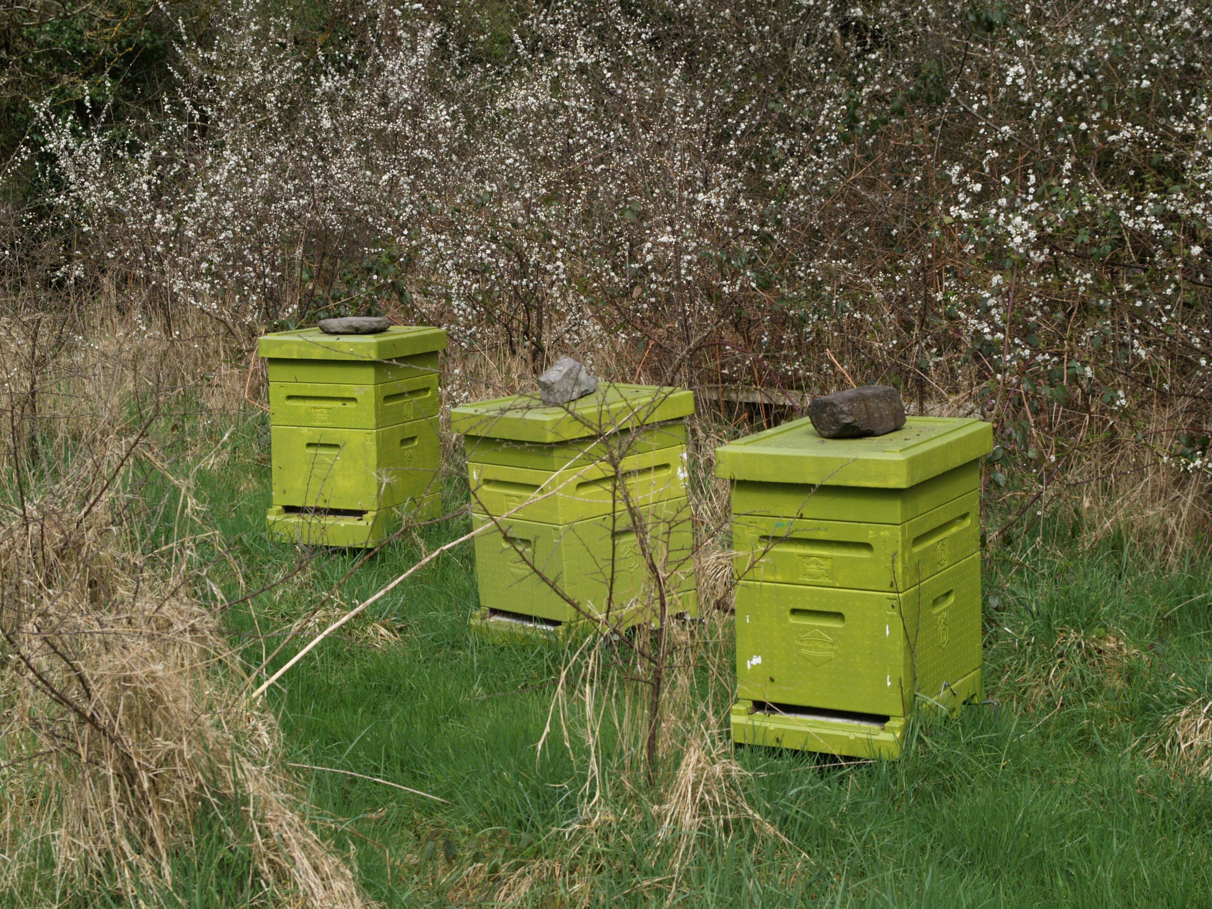 3 green hives.JPG