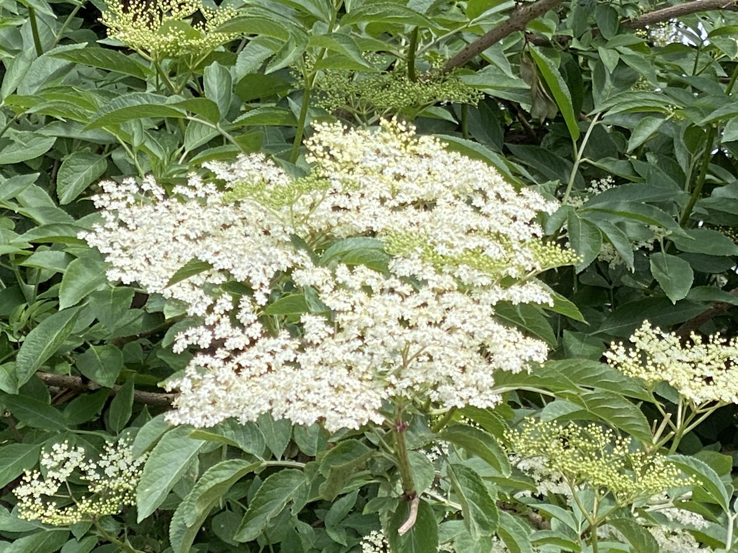 elderflower 3.jpg