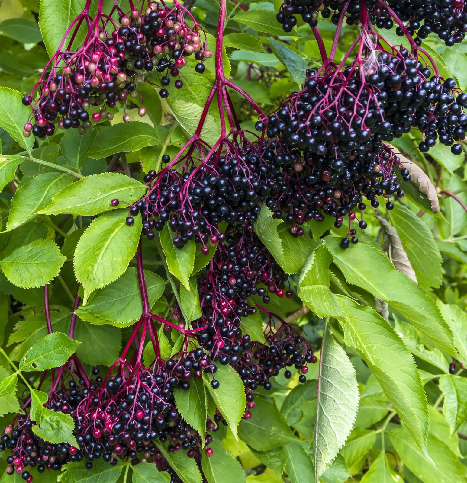 elderberries pic 2.jpg