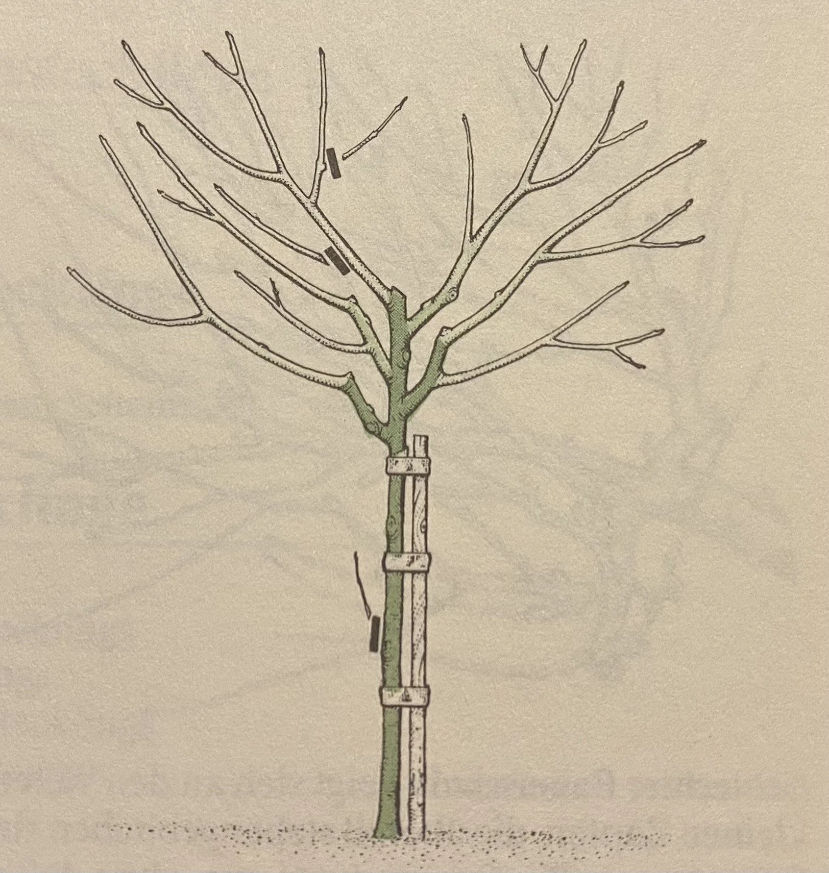 A short guide to pruning