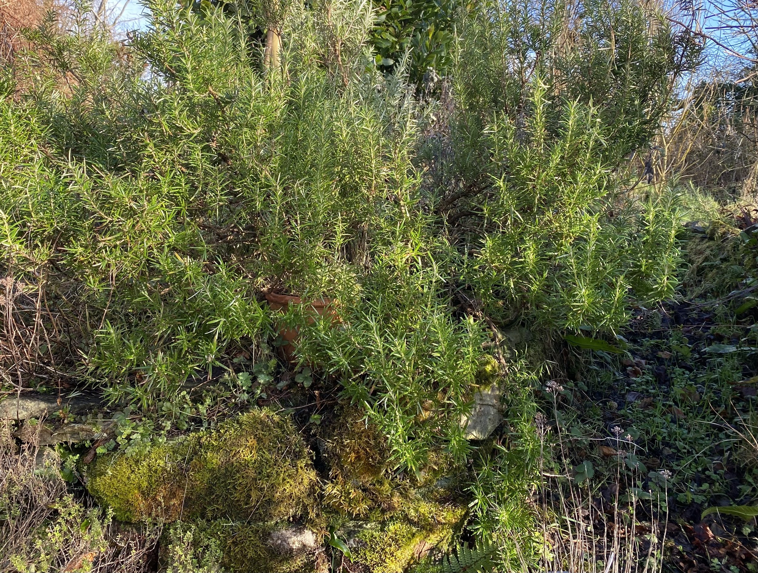 Rosemary  (Salvia rosmarinus)