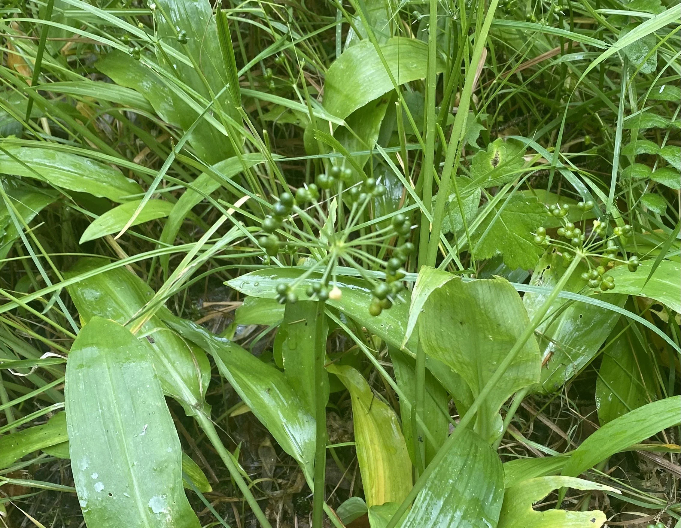 ramson seeds 11.jpeg