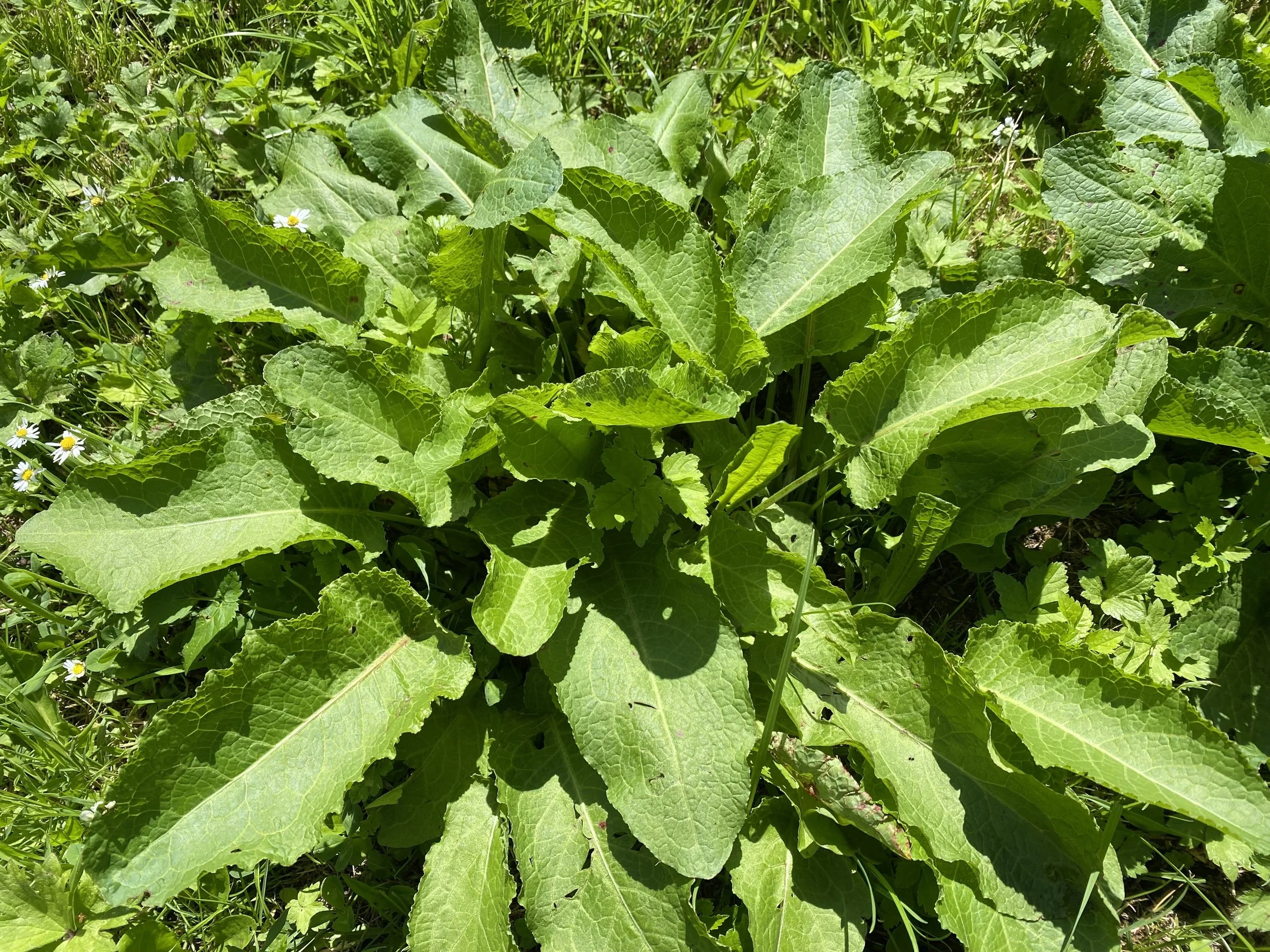 Dock– A crop becomes a weed and a crop again