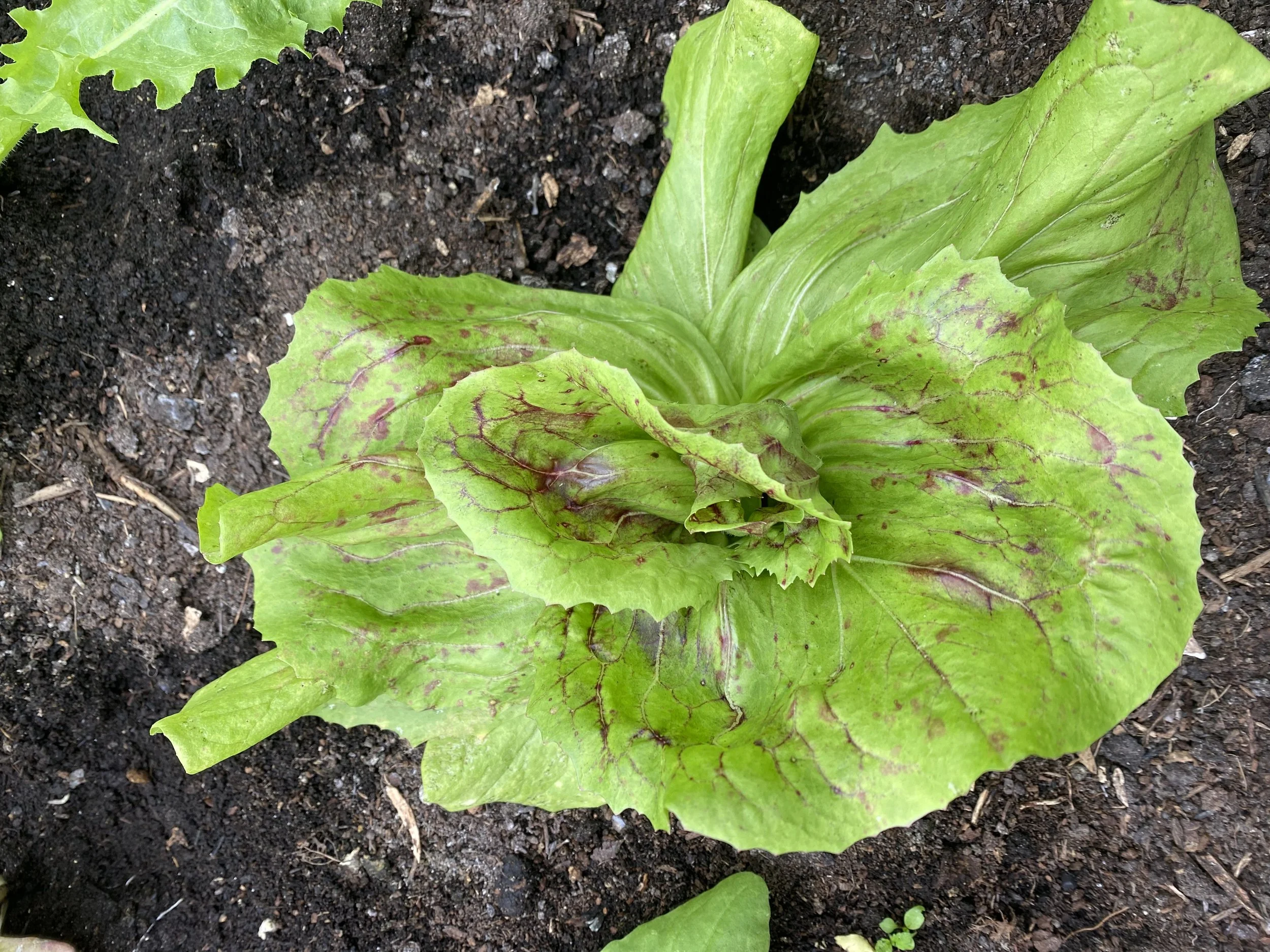 endive.jpeg