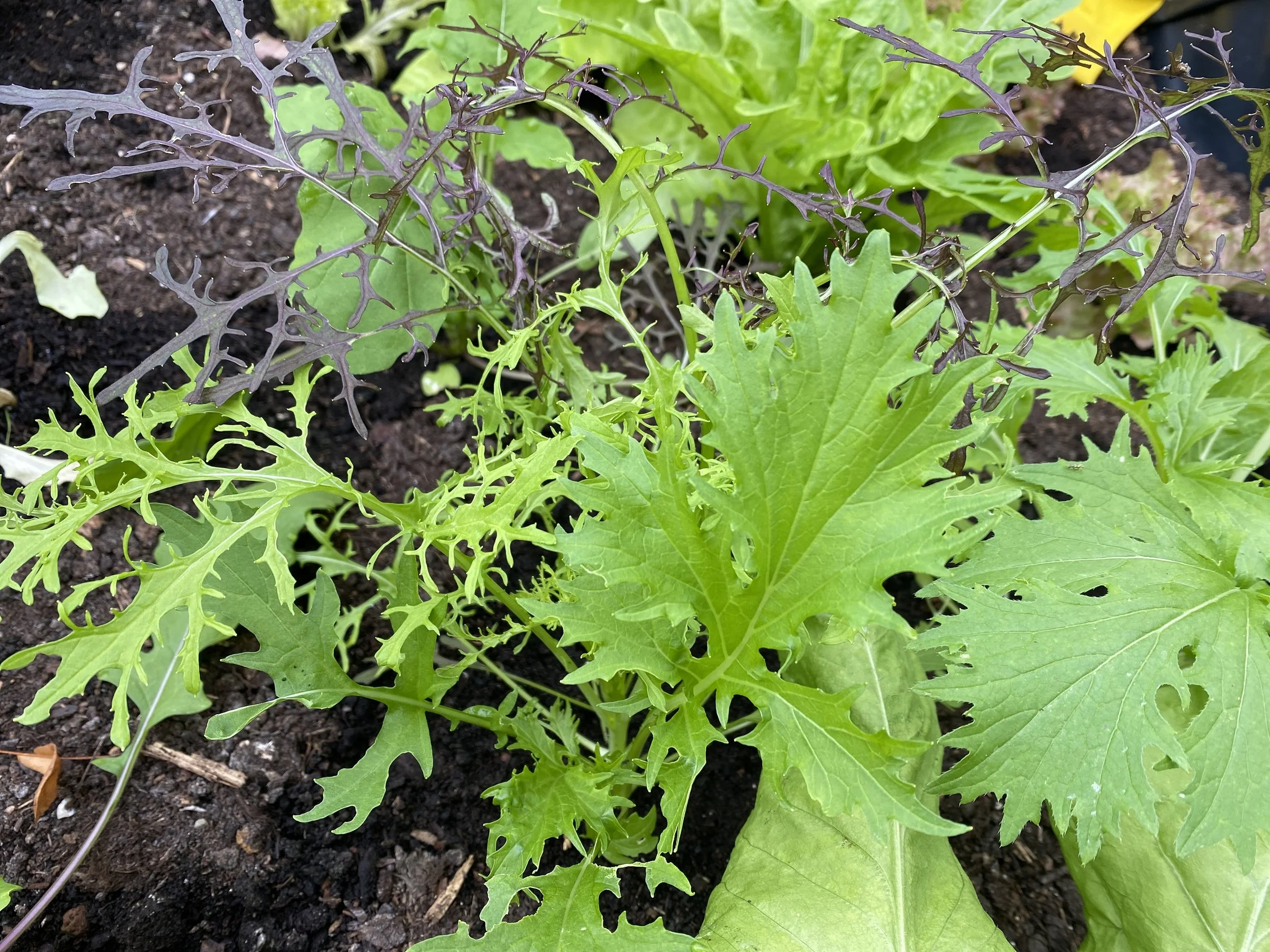 Winter Lettuce Compositions