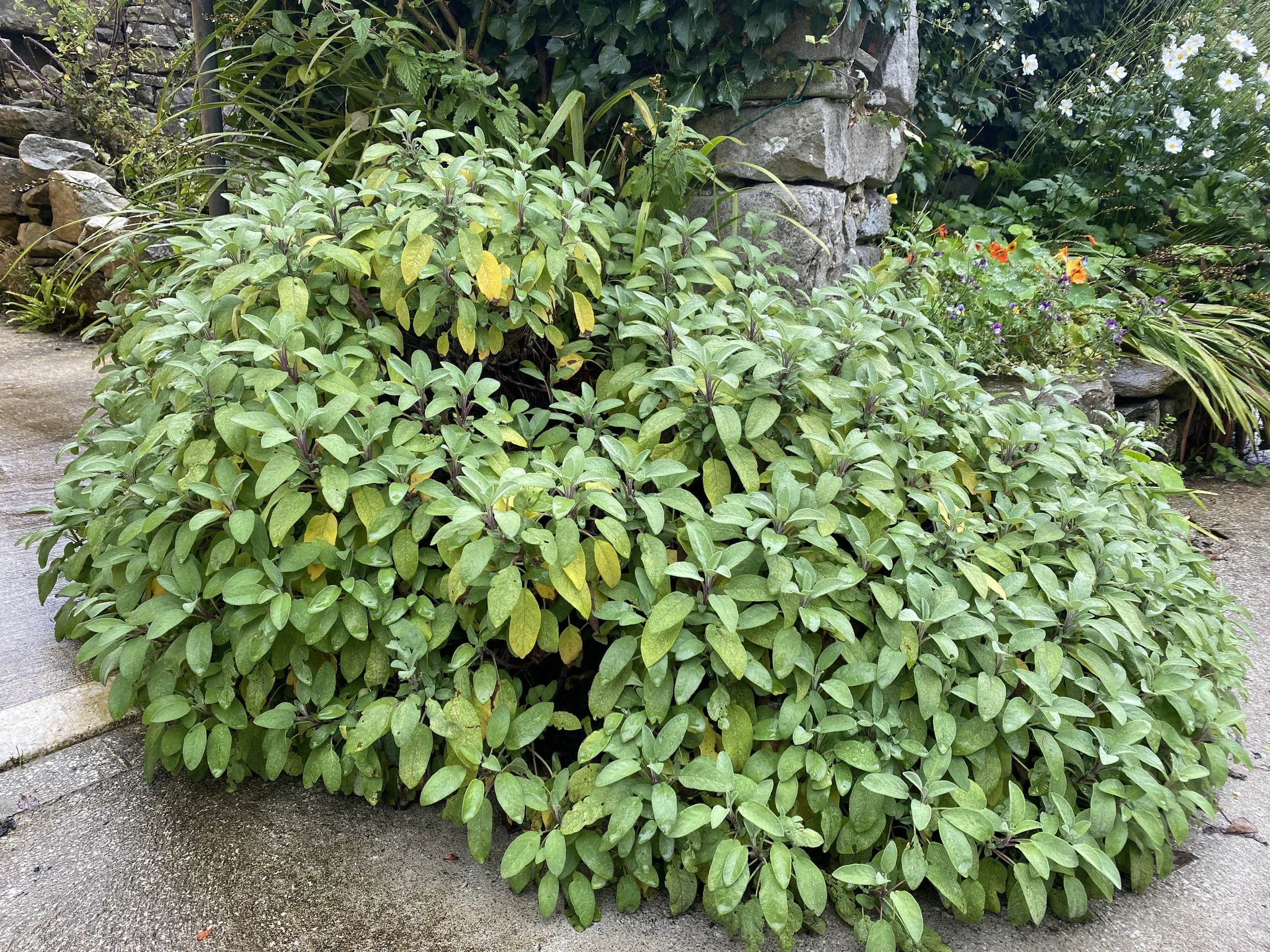 Sage (Salvia officinalis) - Common or Garden Sage, Purple or Red Sage