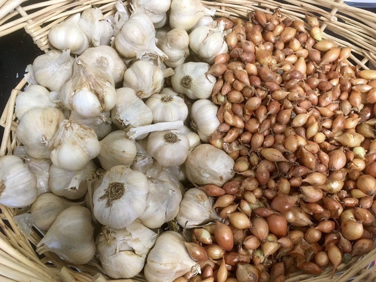 "Grow" prebiotics to "feed" probiotics 