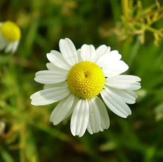 Chamomile - the soothing herb