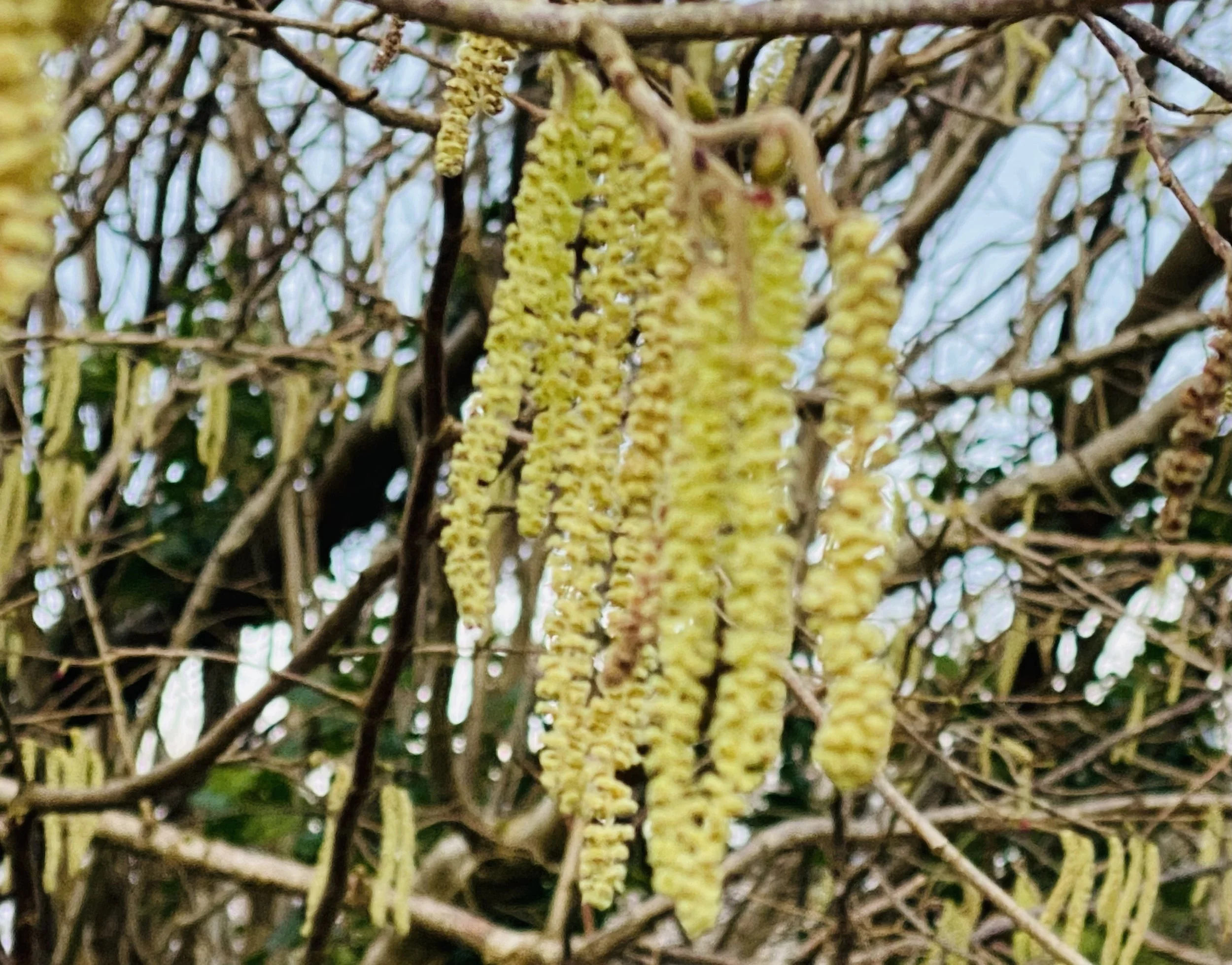 Catkins are edible