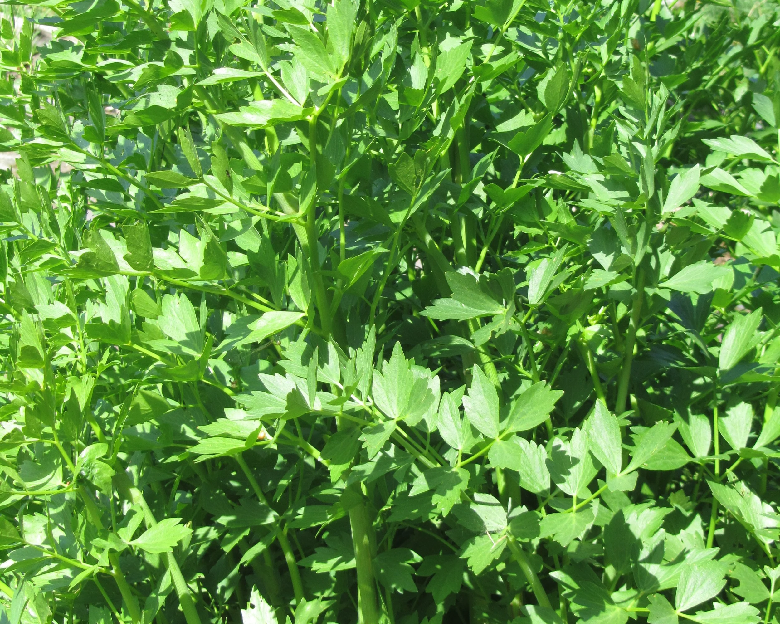 For the Love of Lovage (Levisticum officinale)