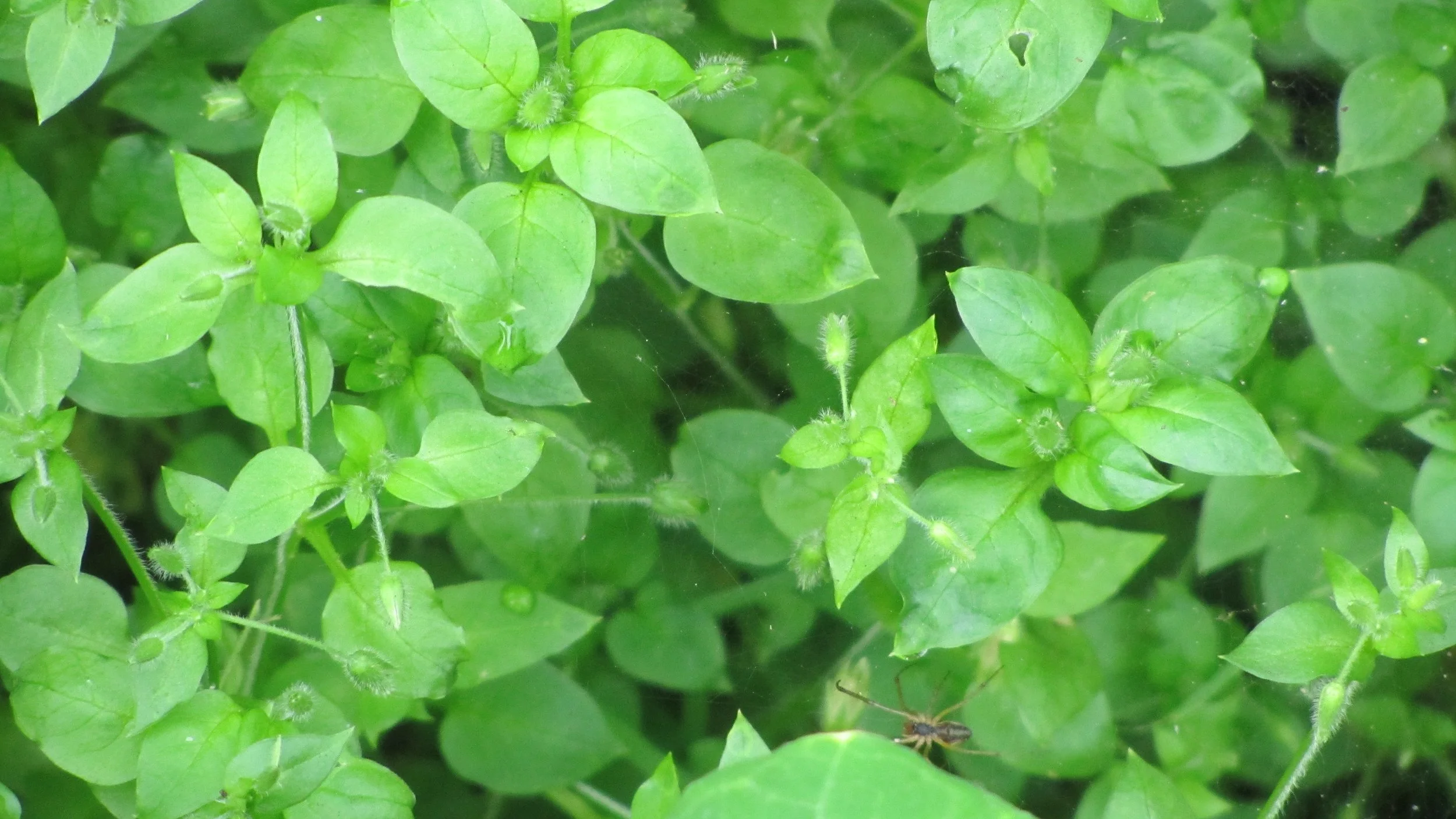 Chickweed (Stellaria media)