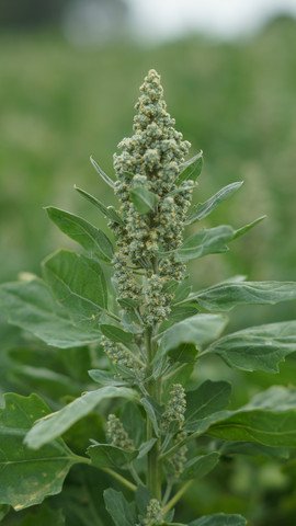 quinoa plant.jpg