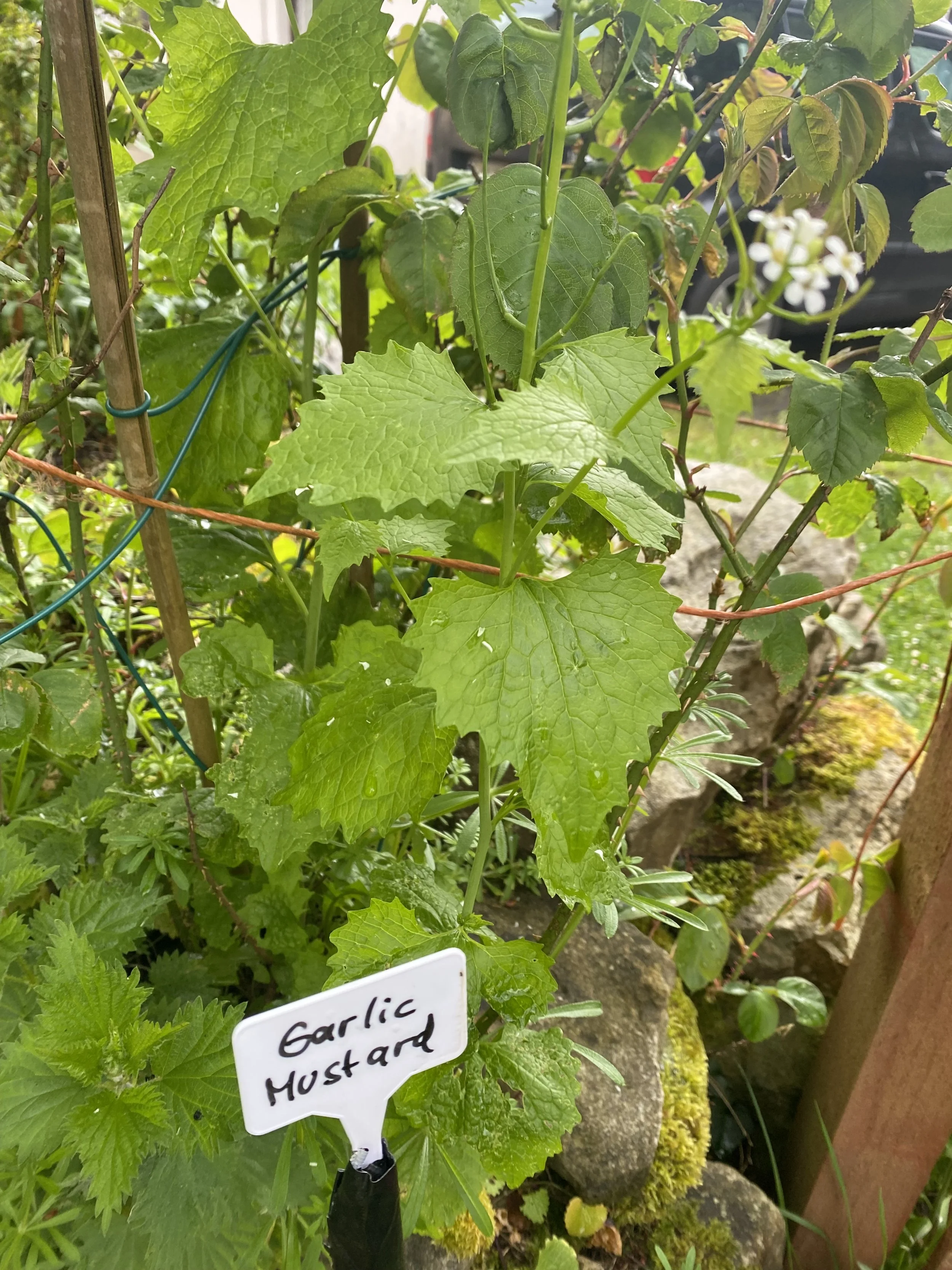 Garlic mustard (Allaria petiolate)