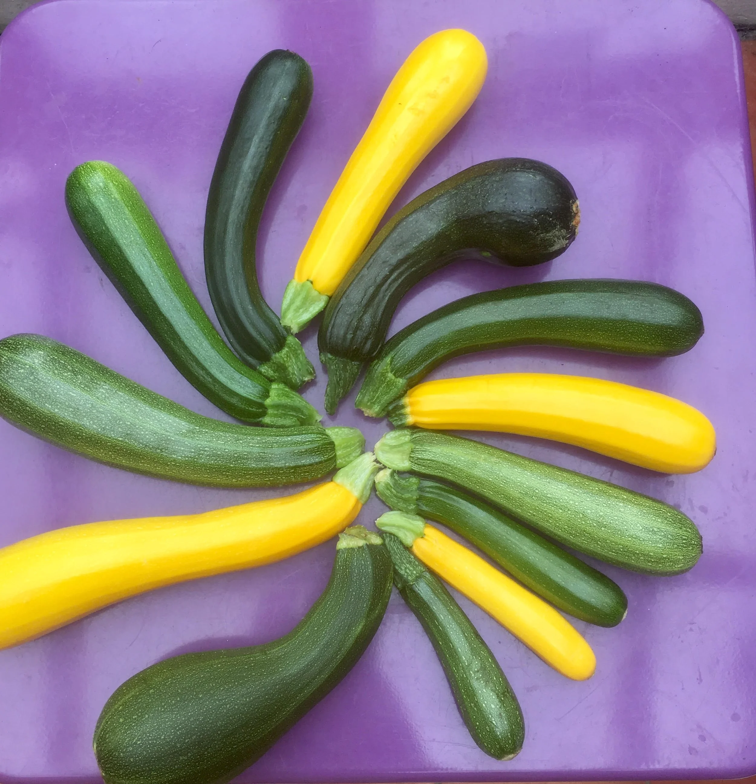 An appreciation of the Courgette