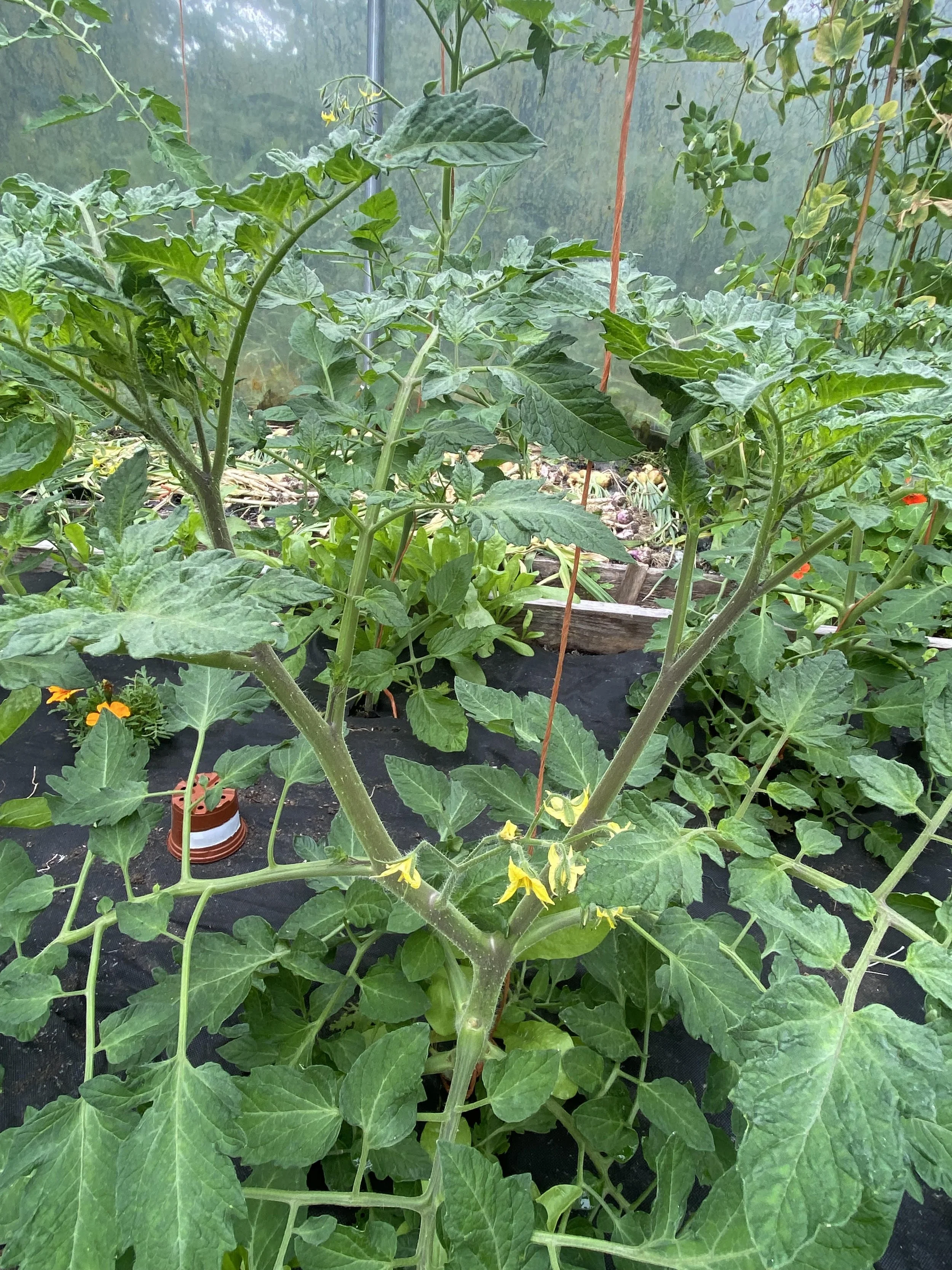 Tomato Care - the latest tips and tricks