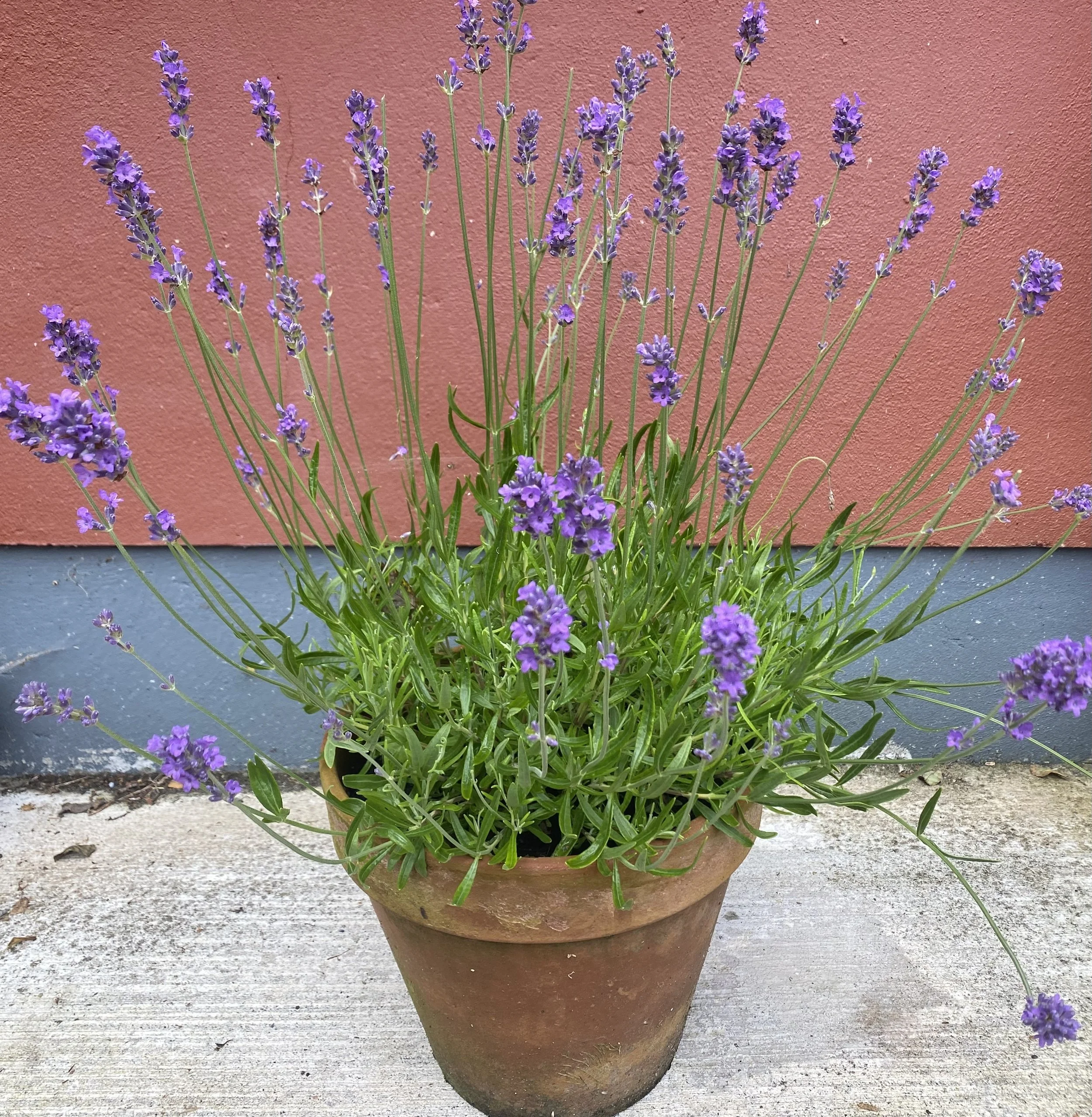 Lavender and its many uses