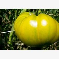 Ripe or not?