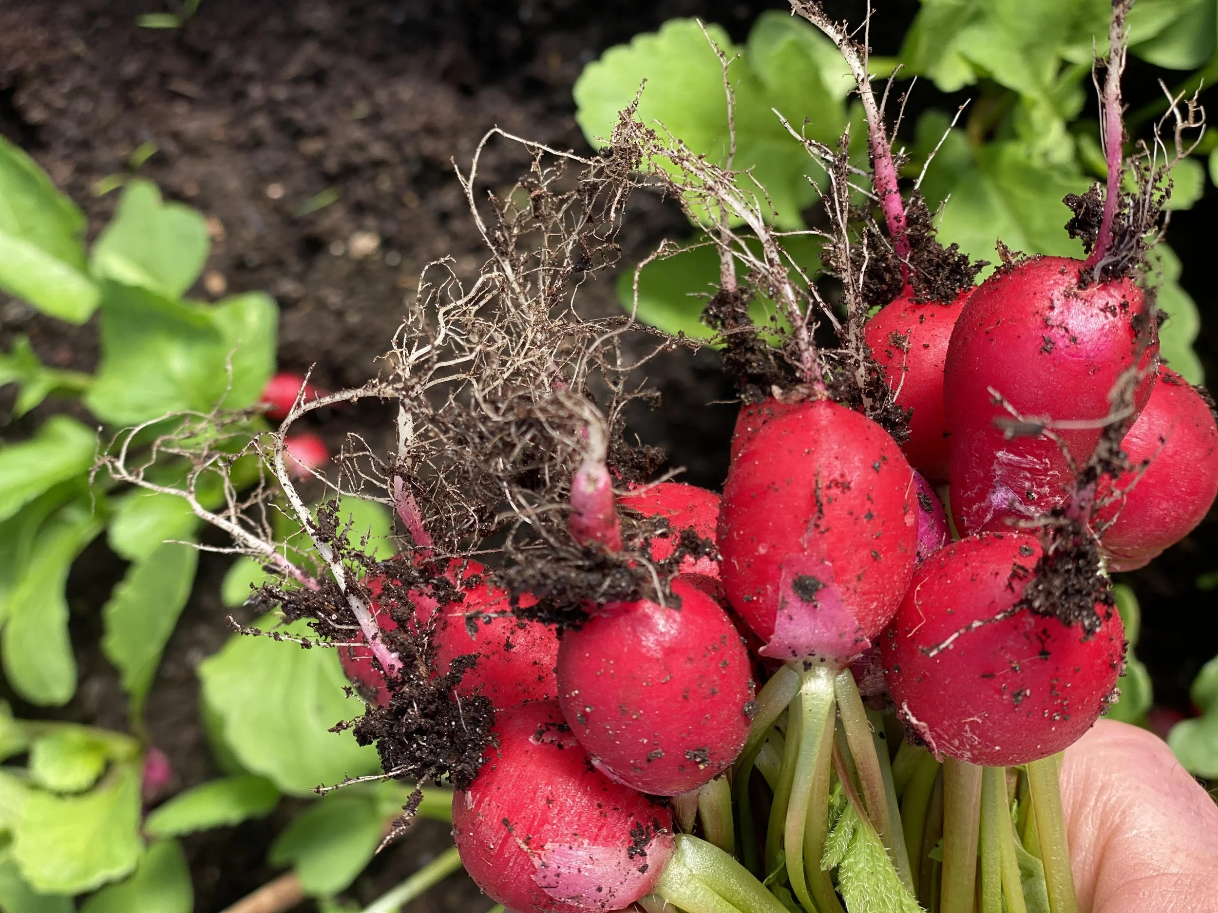 radish.jpg