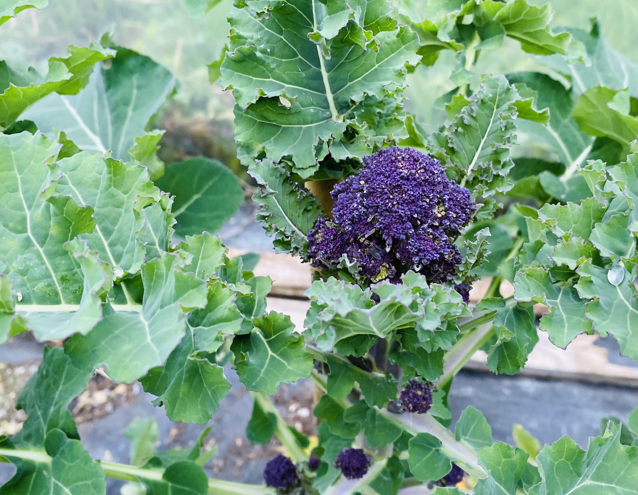 broccoli.jpg