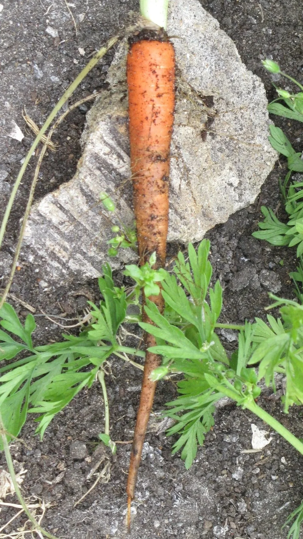 early+carrots+polytunnel.jpg