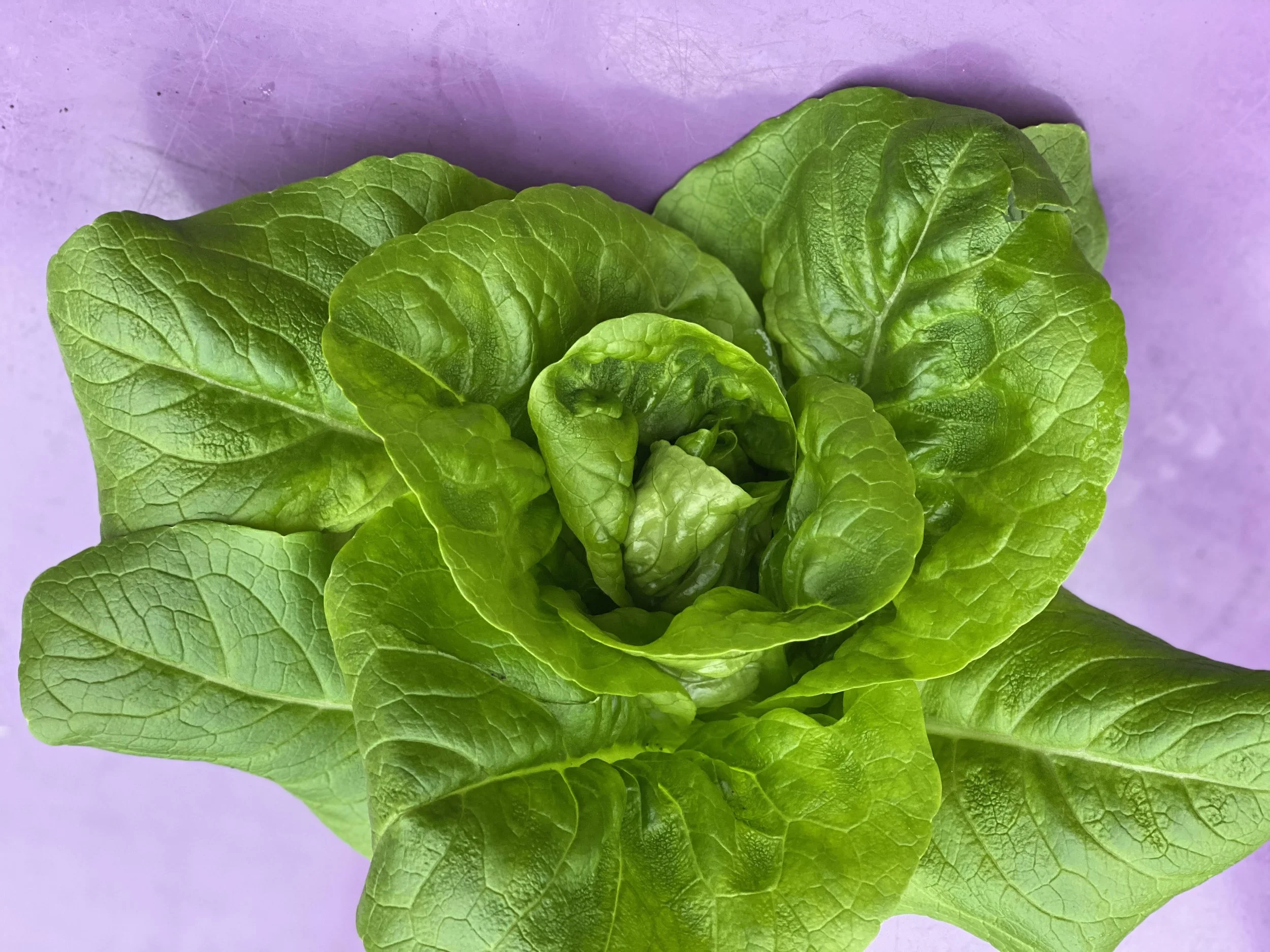 lettuce.jpg