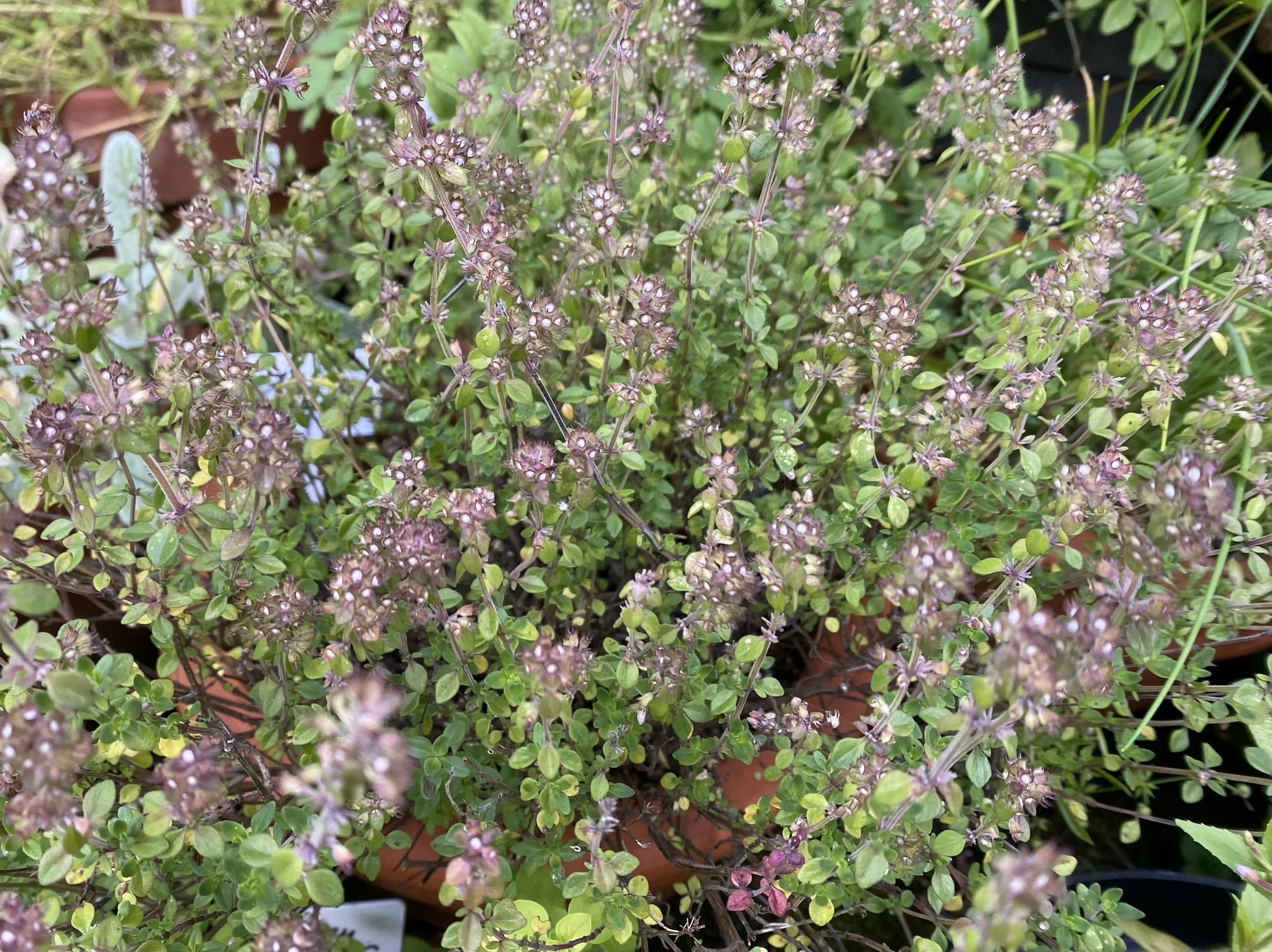 Thyme 1.jpeg