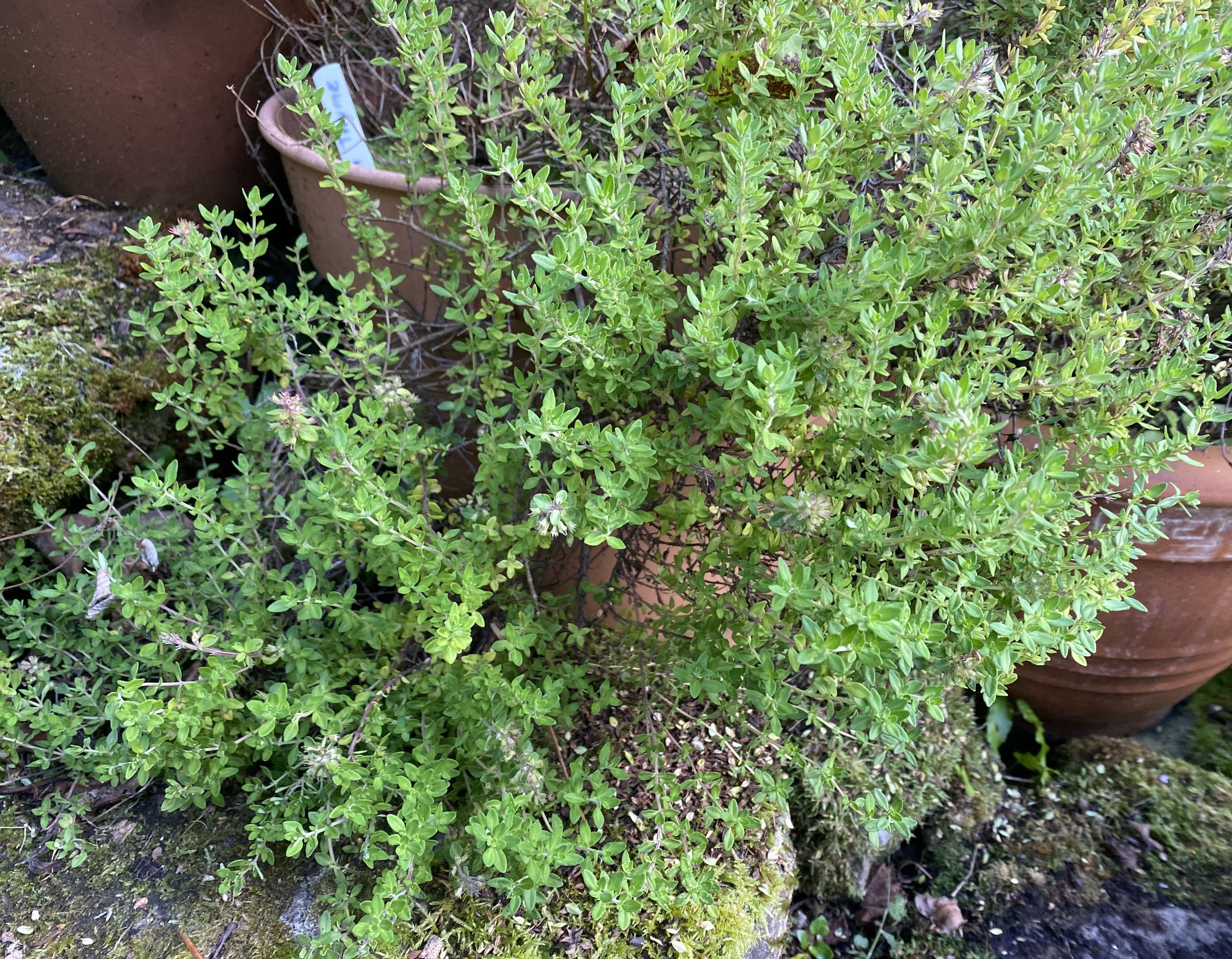 Lemon Thyme.jpeg