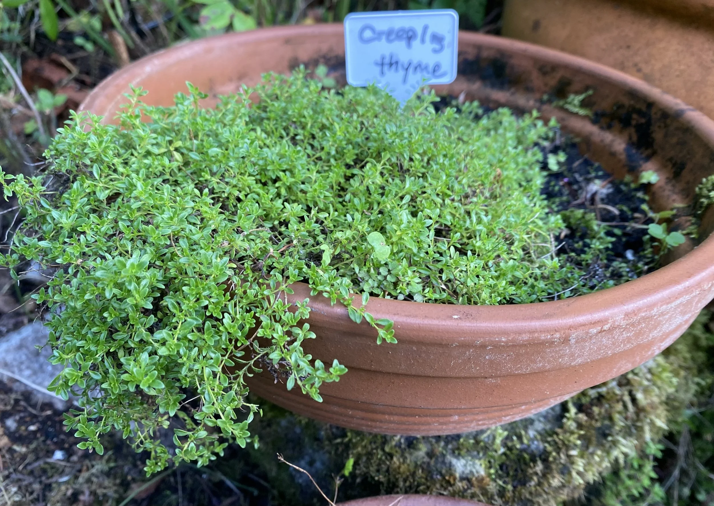 Creeping Thyme.jpeg