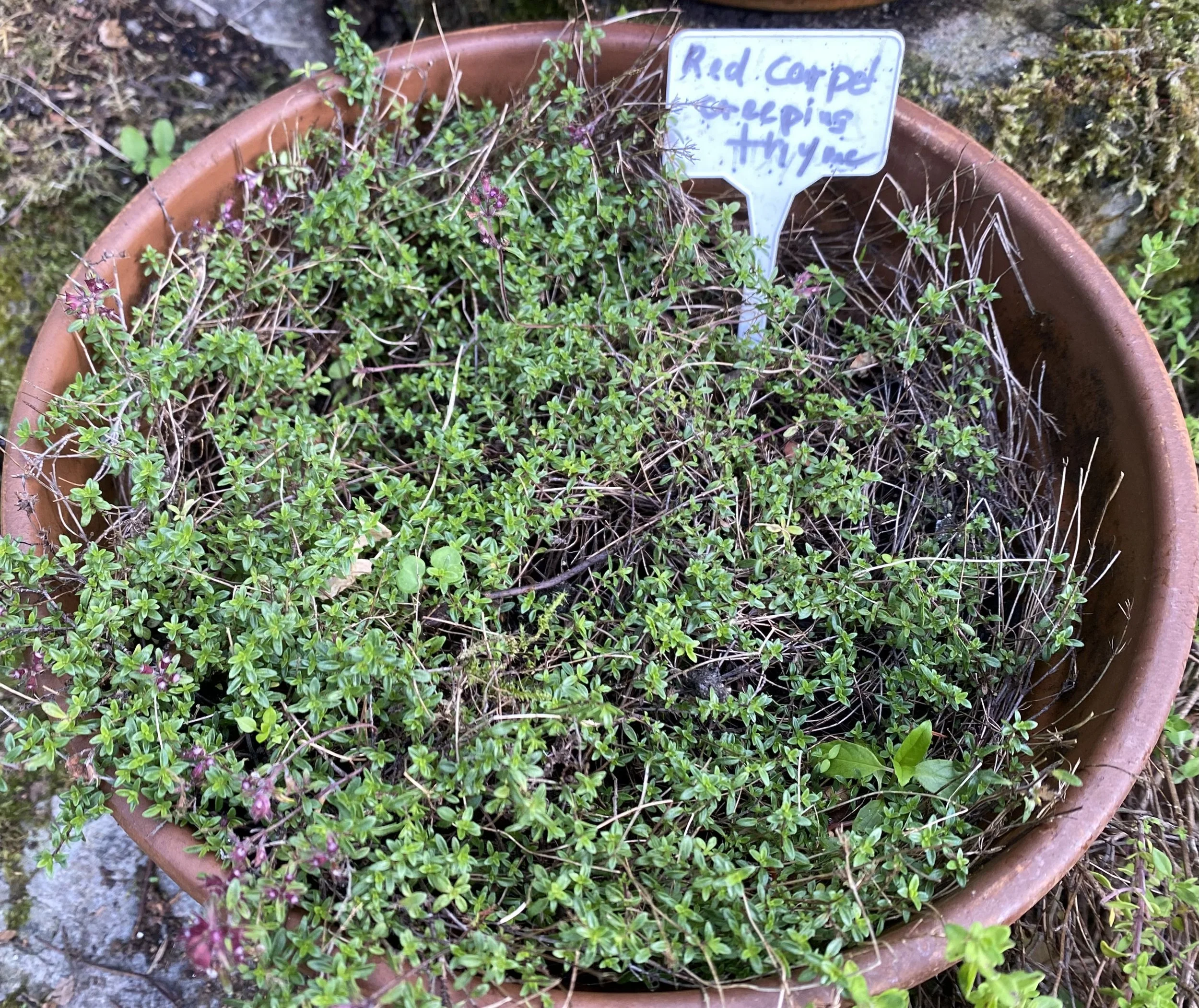 Red Carpet Creeping Thyme.jpeg
