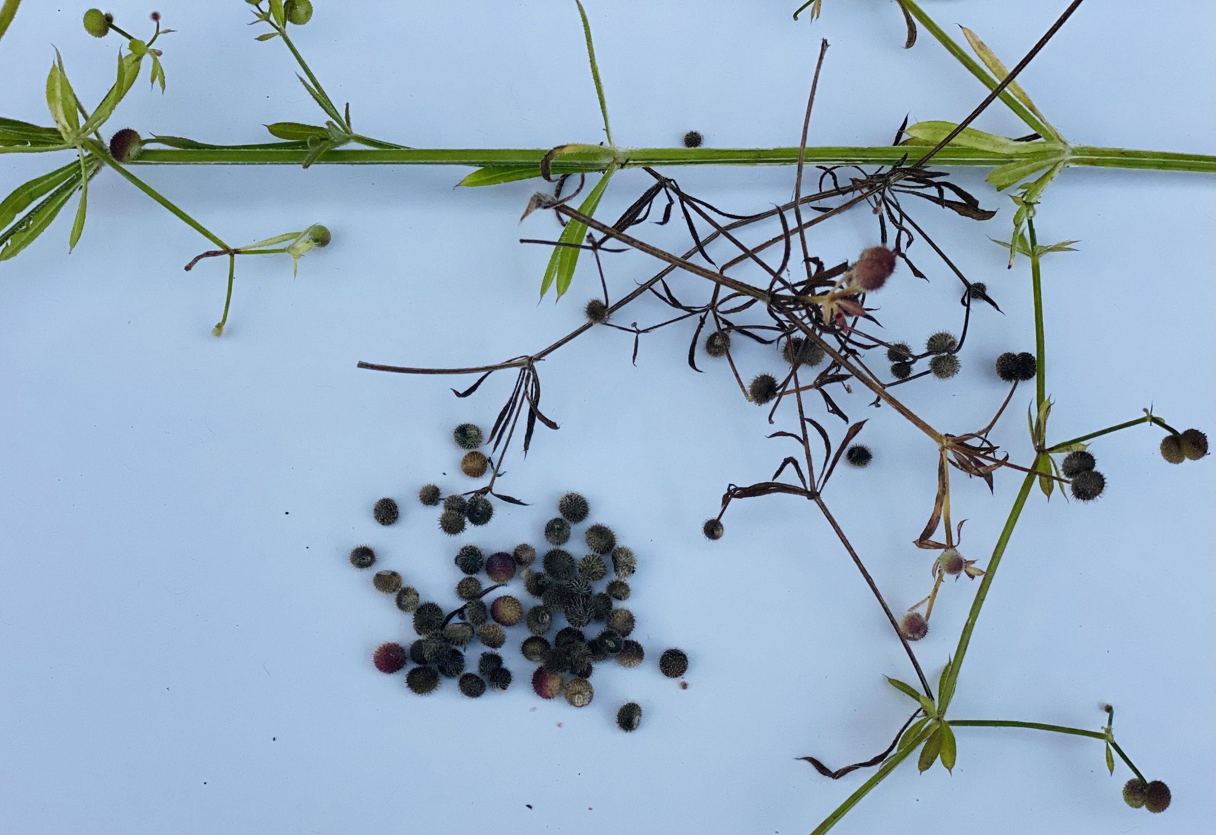 Cleavers and how to make coffee