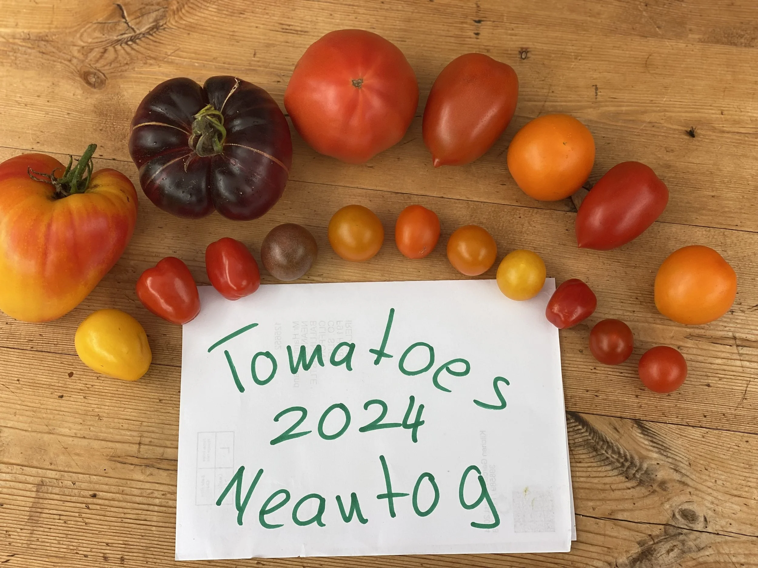 Neantog tomatoes 2024.jpeg