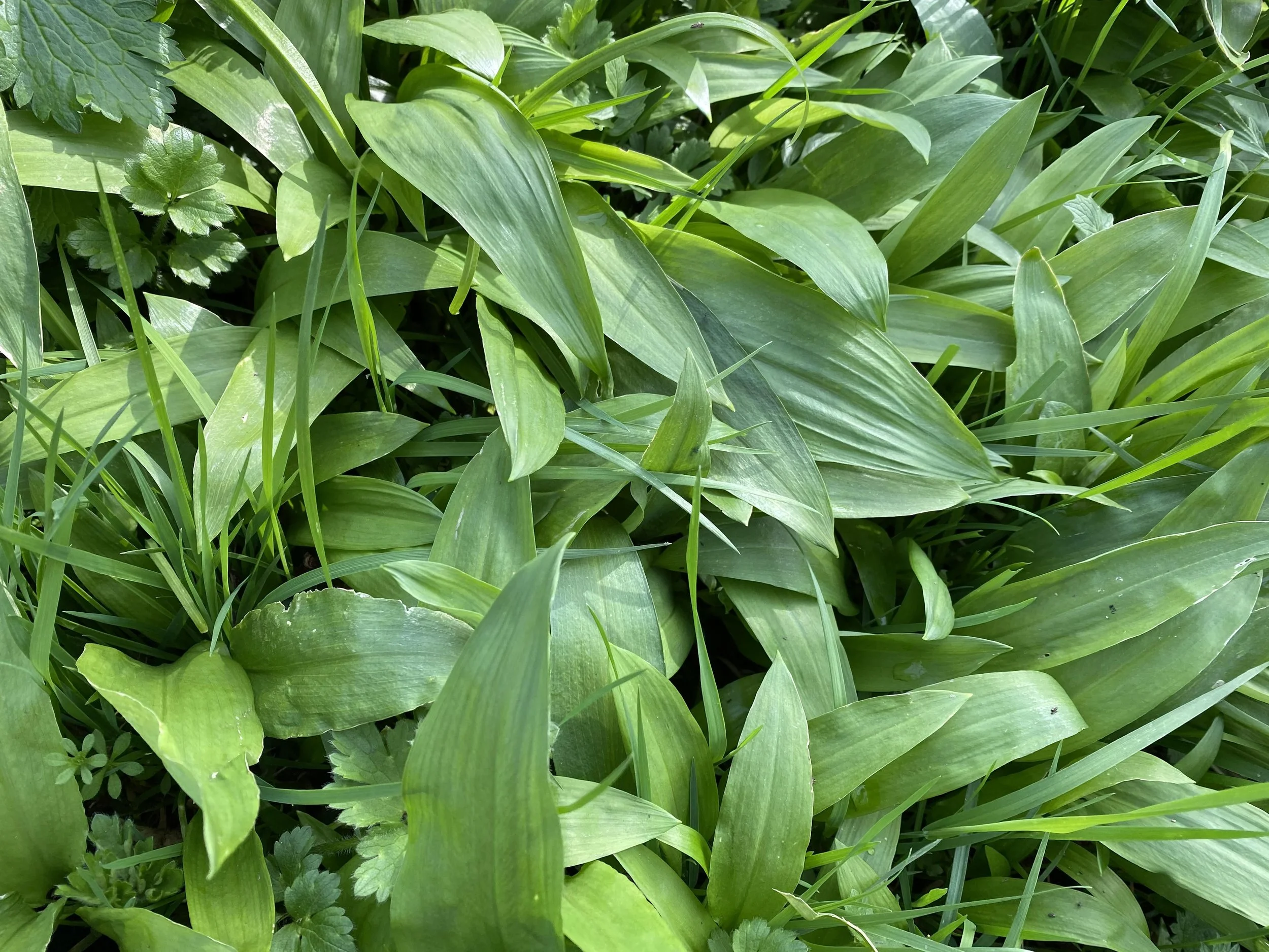 ramsons 2.jpg