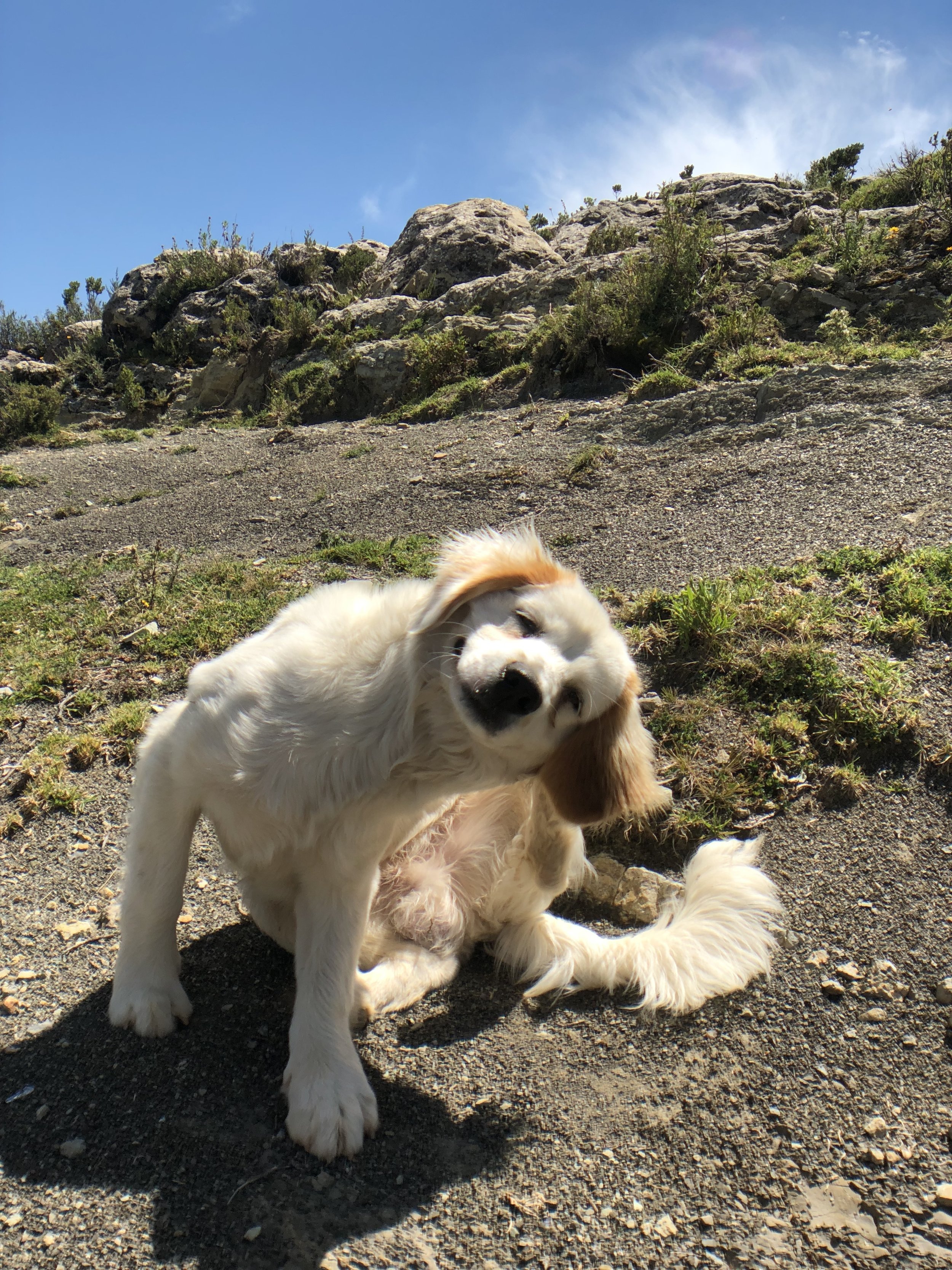 isla-del-sol-lake-titicaca-bolivia-travel-dog
