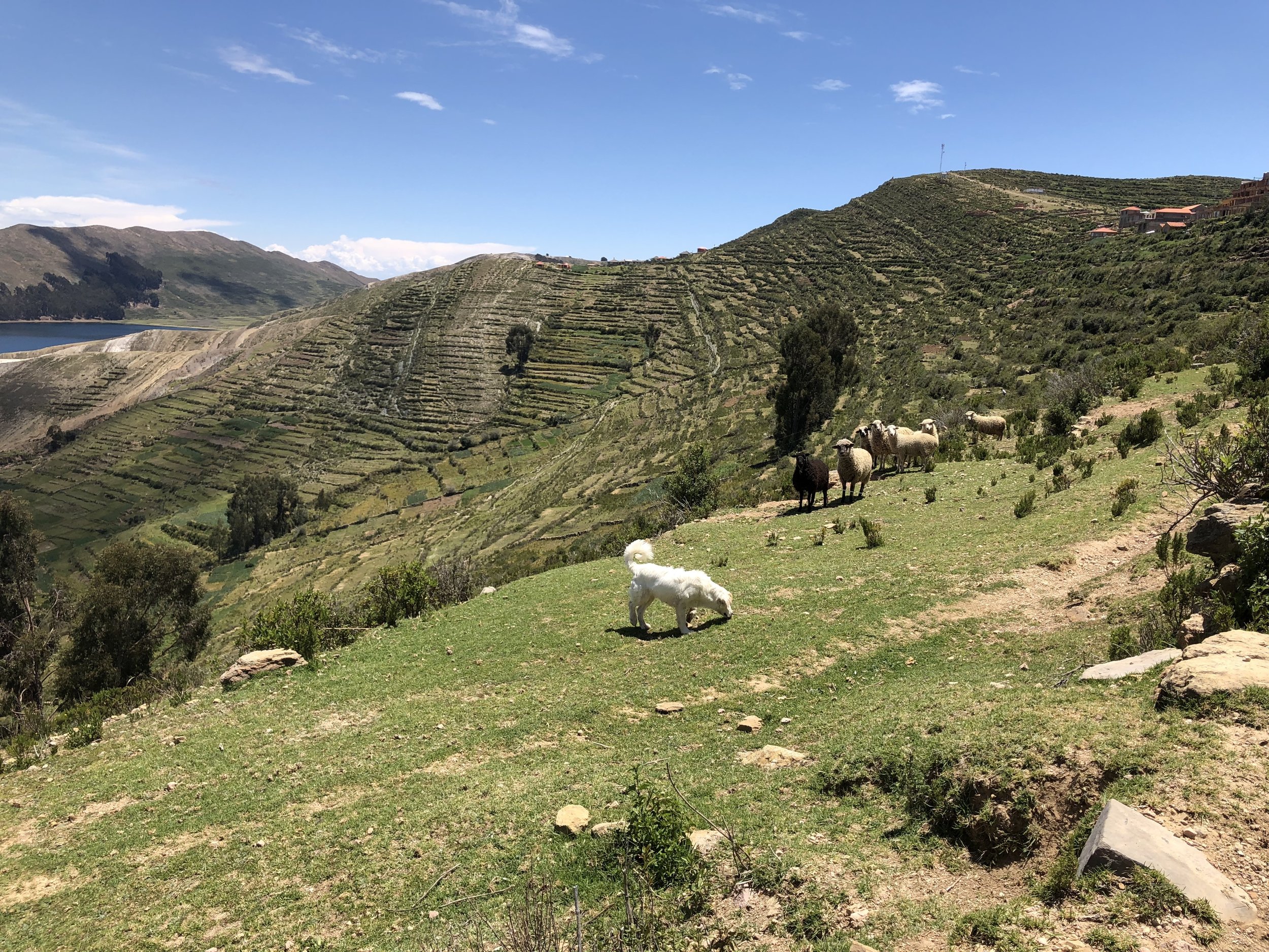 isla-del-sol-lake-titicaca-bolivia-travel-sheep