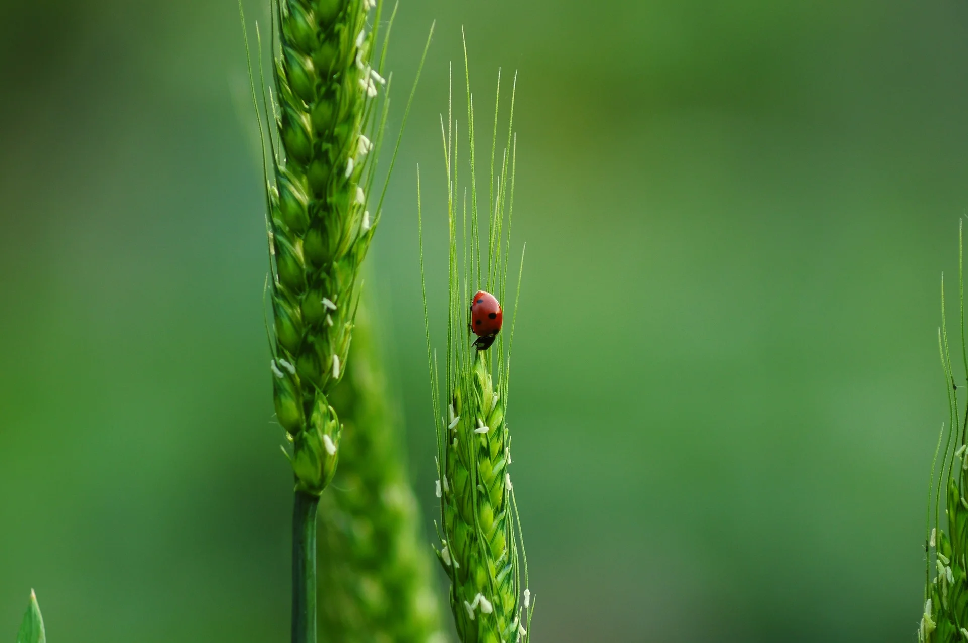 ladybugs-3649920_1920.jpg