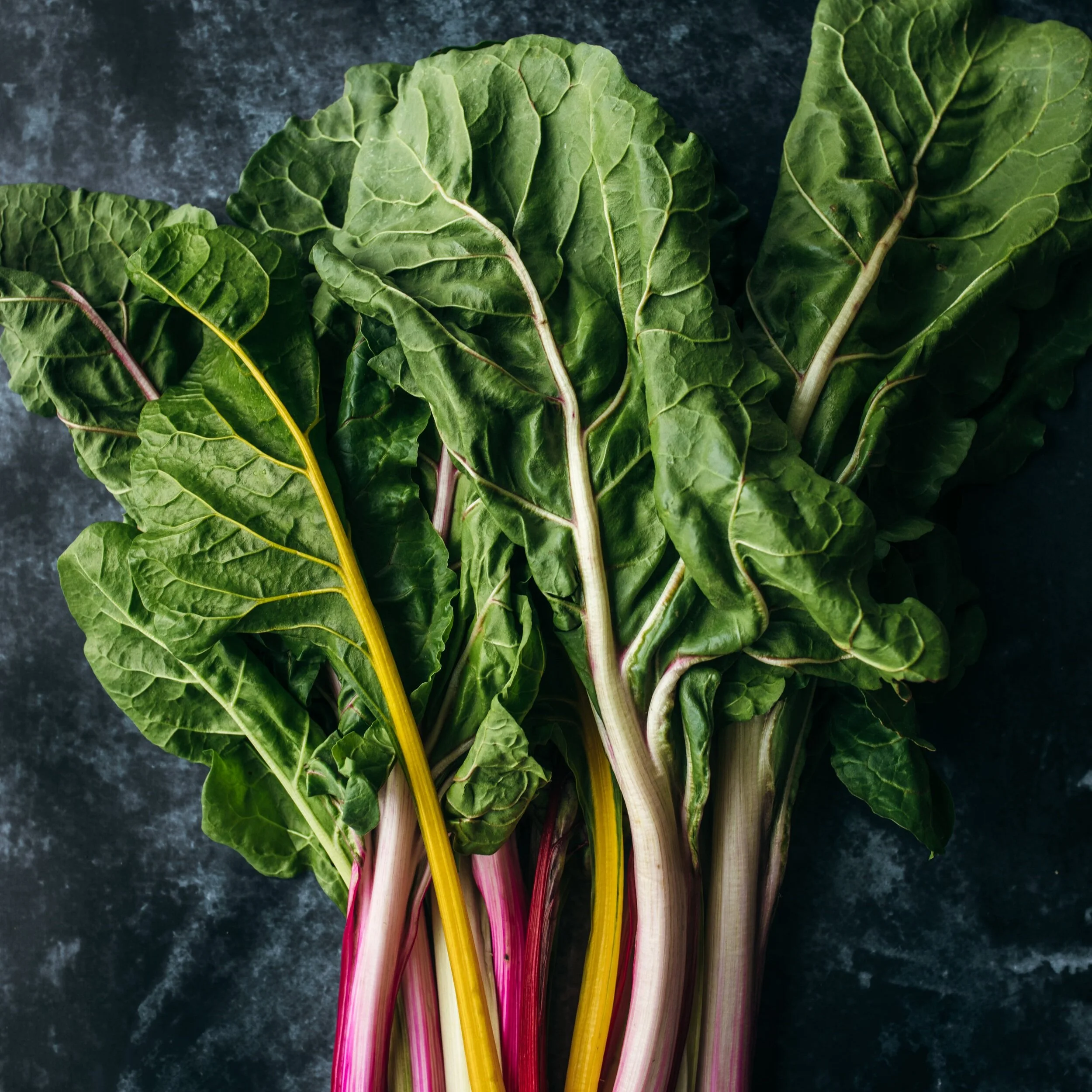 CSF's Upcoming Projects