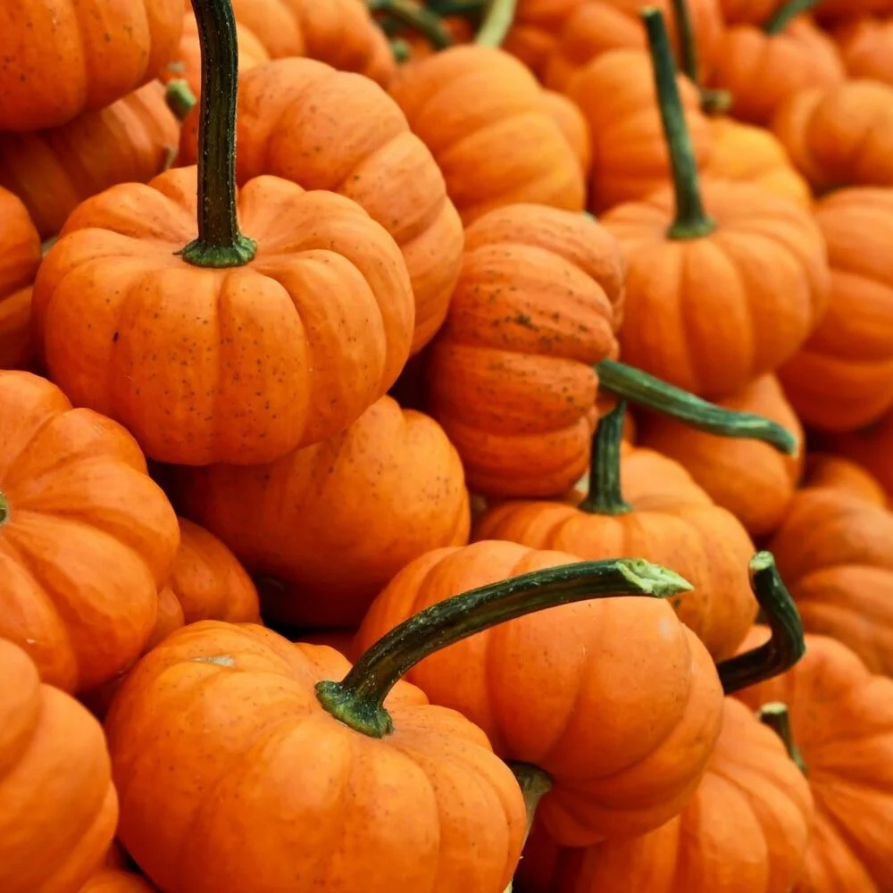 November 2020 Newsletter