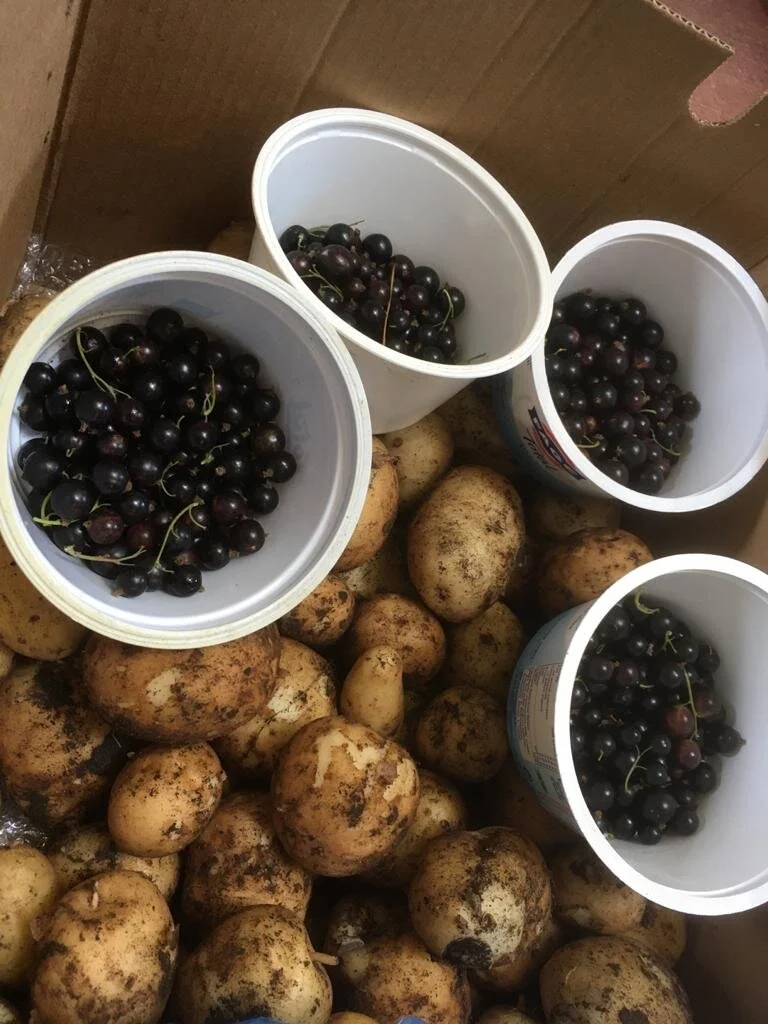 Local Growers Supporting the Cambridge Community this Summer