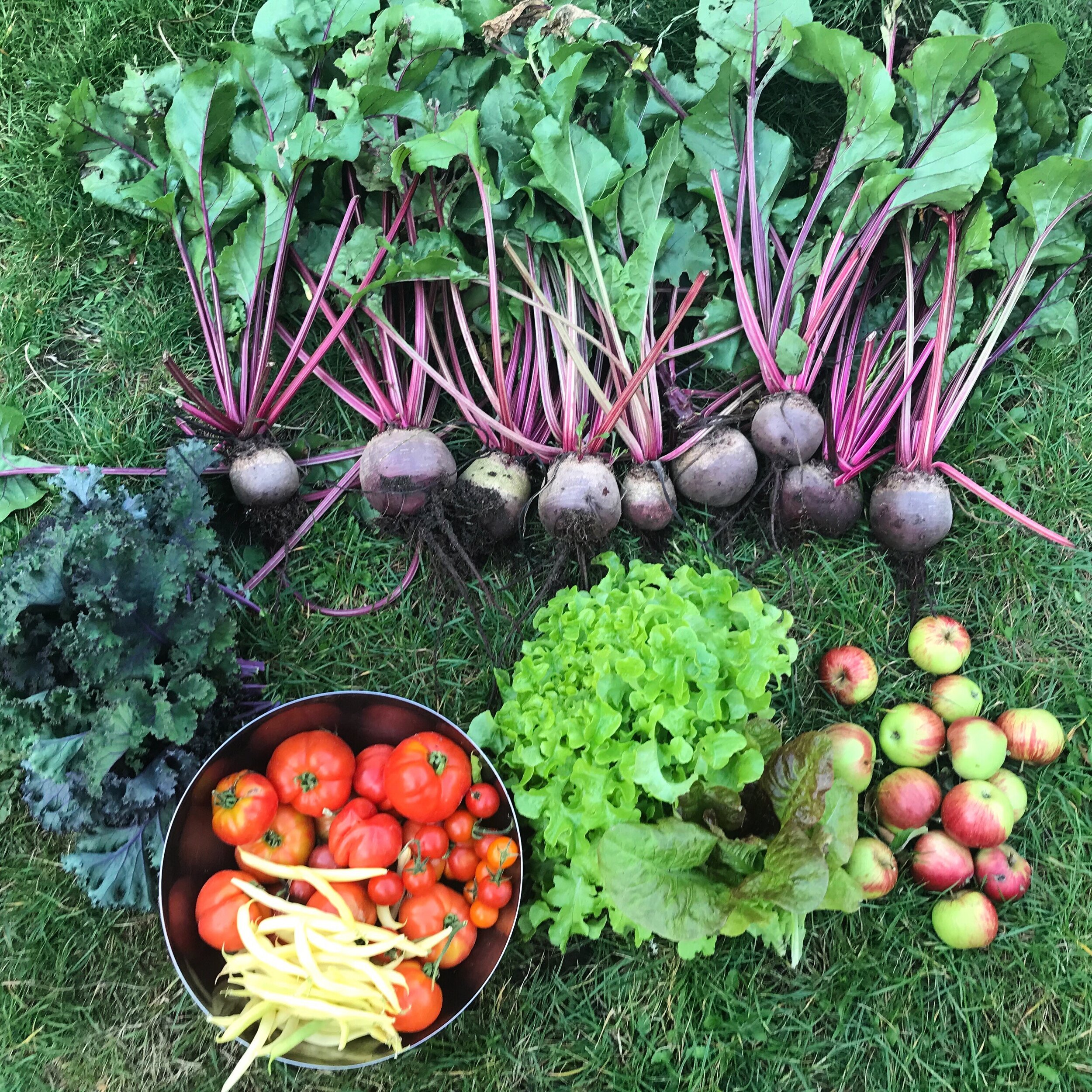 Cambridge allotment produce (Copy)