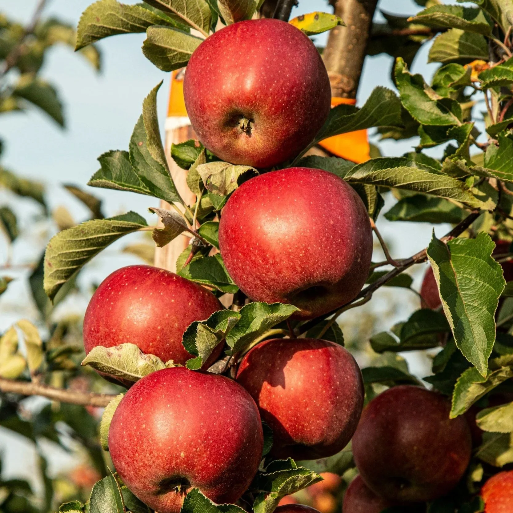 Bassingbourn Apple Day