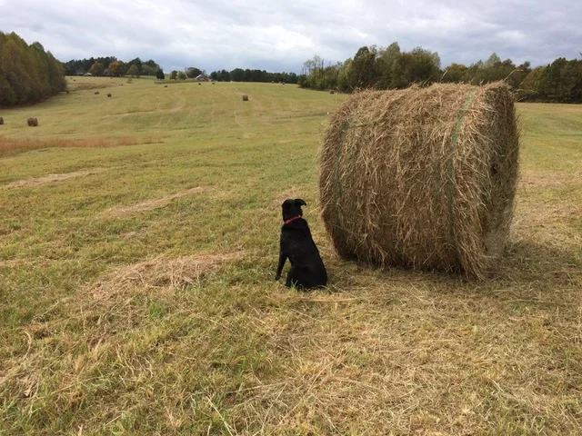 A Dog's Contemplation