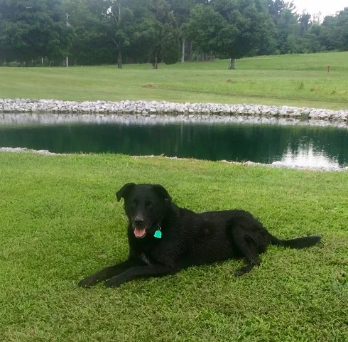 Seven Spiritual Lessons Learned From My Dog, Sam