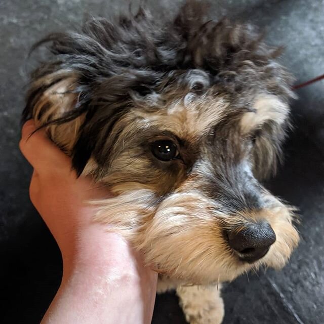 say &quot;hi&quot; to freddie, he's a v good boy

#thebell #boozer #publife #doggo #dog #dogsofinstagram #humpday #stroke #e1 #whitechapel #pubdog #dogsinpubs